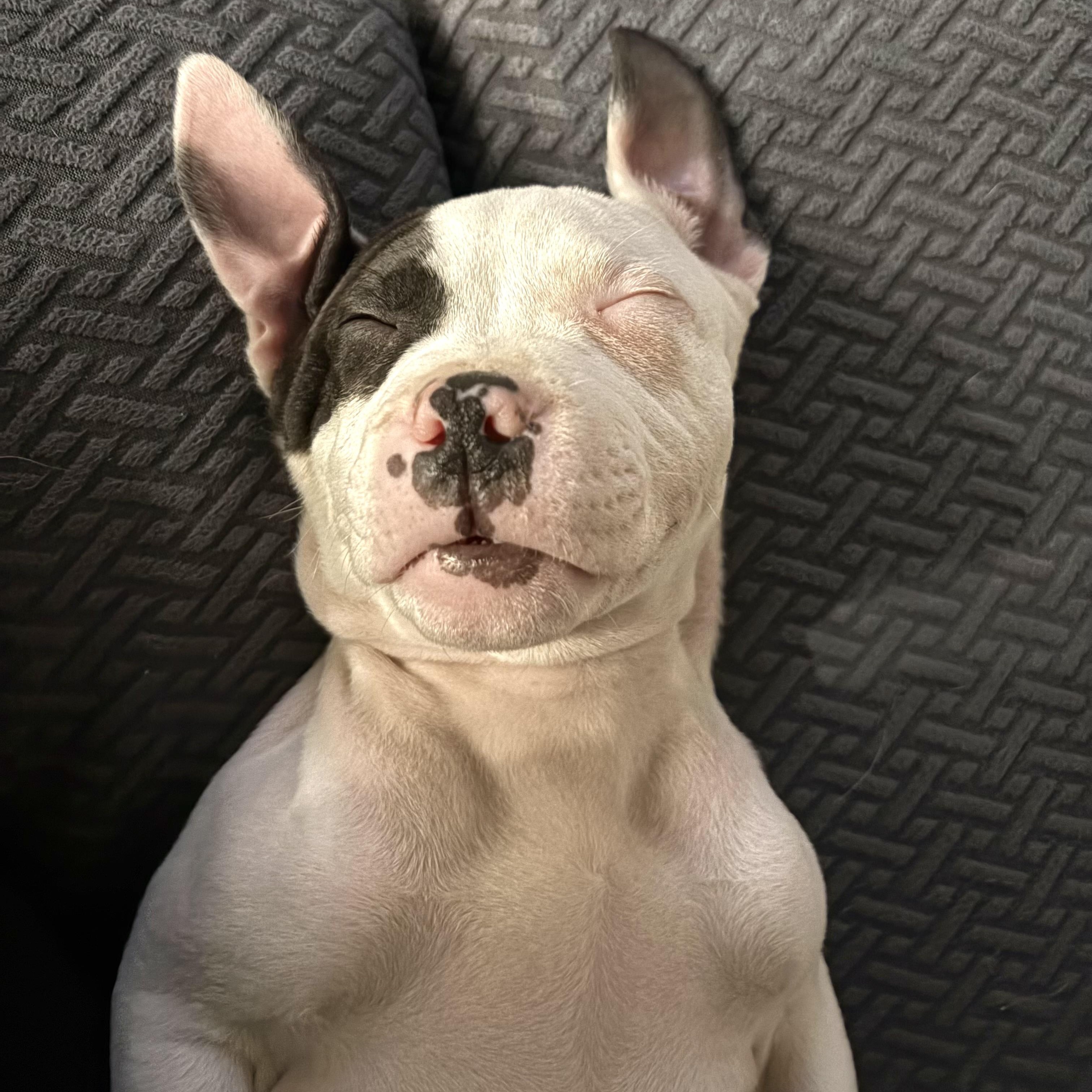 Piglet