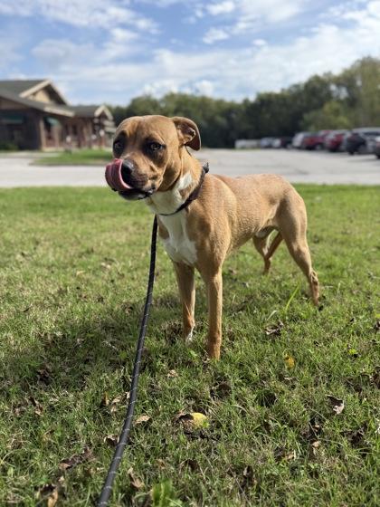 Enlarge Winchester, a Adoptable Mixed Breed in Independence, MO image 1/3