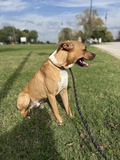 Enlarge Winchester, a Adoptable Mixed Breed in Independence, MO image 2/3