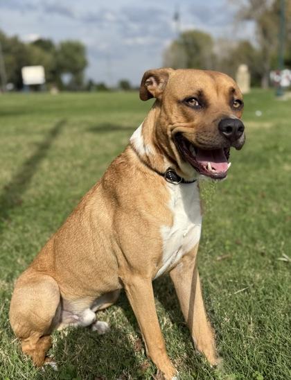 Enlarge Winchester, a Adoptable Mixed Breed in Independence, MO image 3/3
