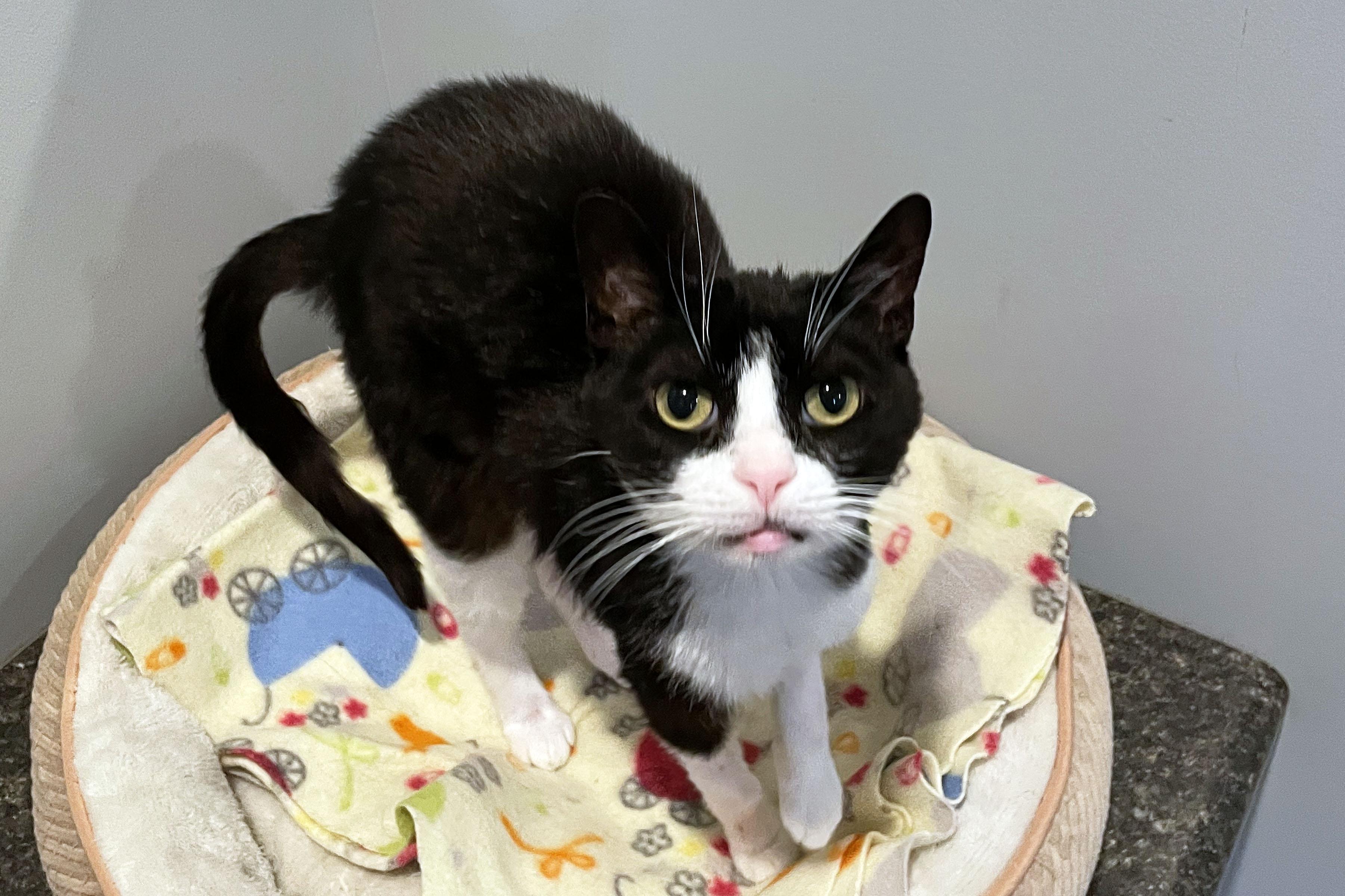 Baby, adopted, Young Female Domestic Short Hair.