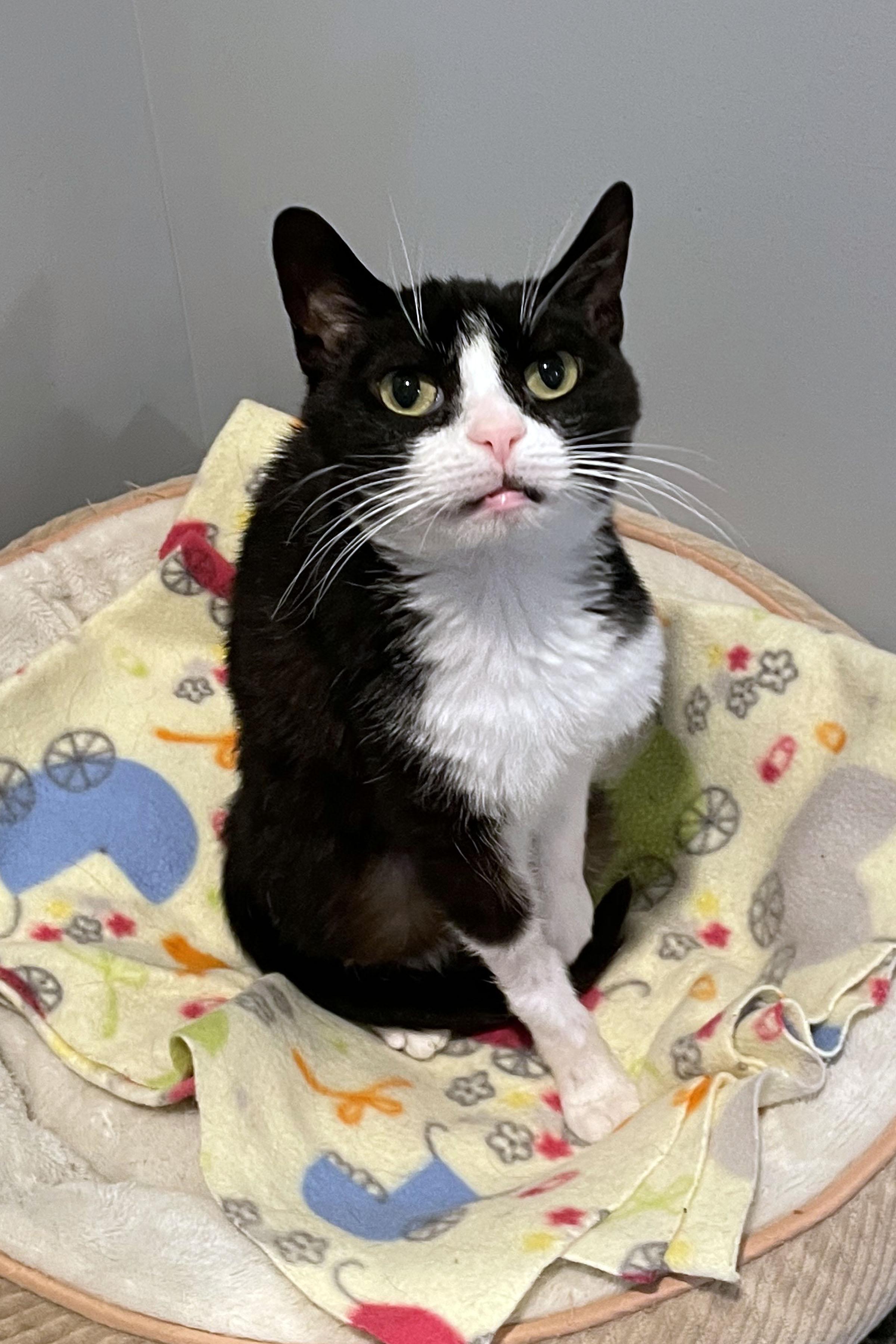 Enlarge Baby, an adopted Domestic Short Hair in Lincoln, NE image 2/2