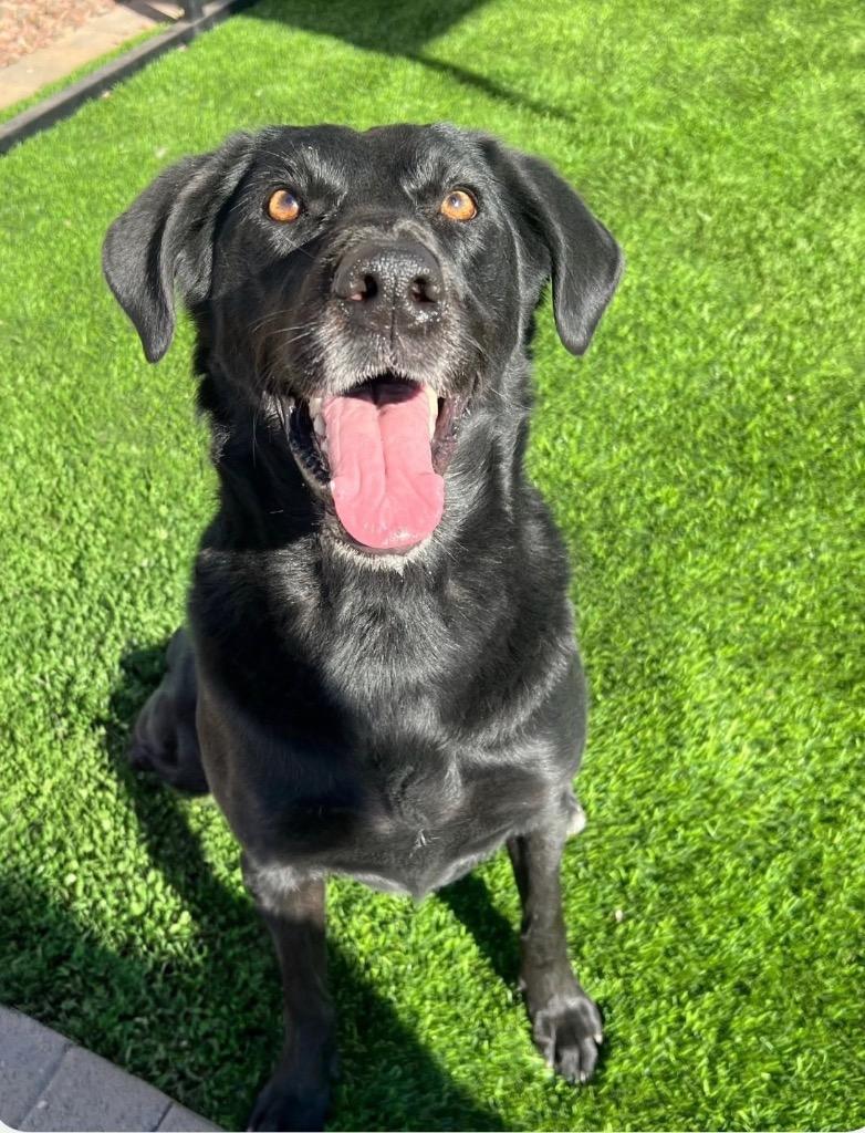 Coco, Adoptable, Adult Female Labrador Retriever.