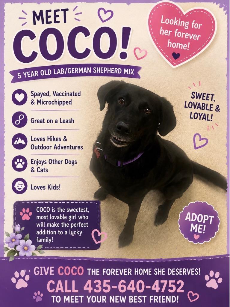 Enlarge Coco, a Adoptable Labrador Retriever in Heber City, UT image 2/2