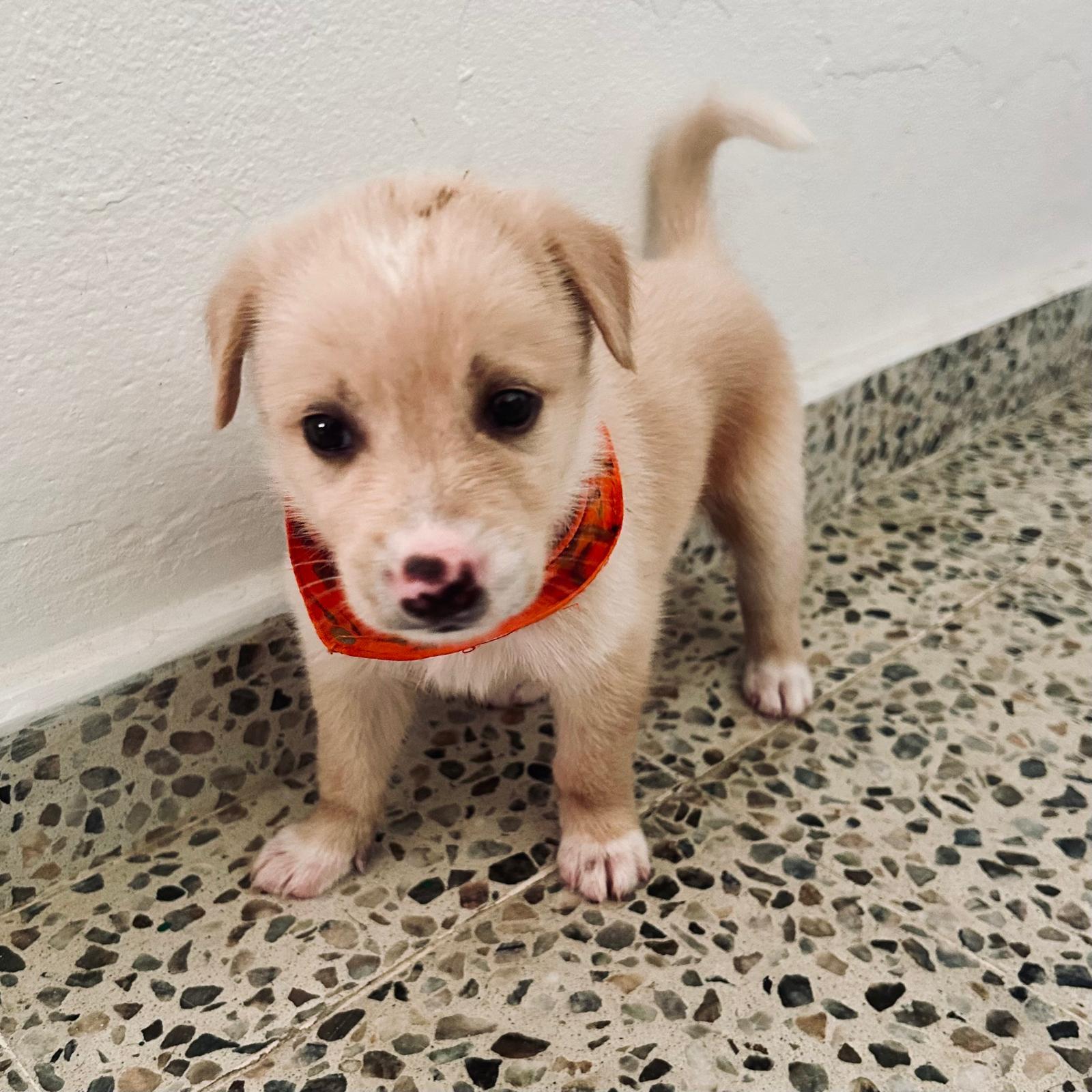 Enlarge MAX - 3.4 lb sweetest baby, a Adoptable mixed breed in Boston, MA image 1/6