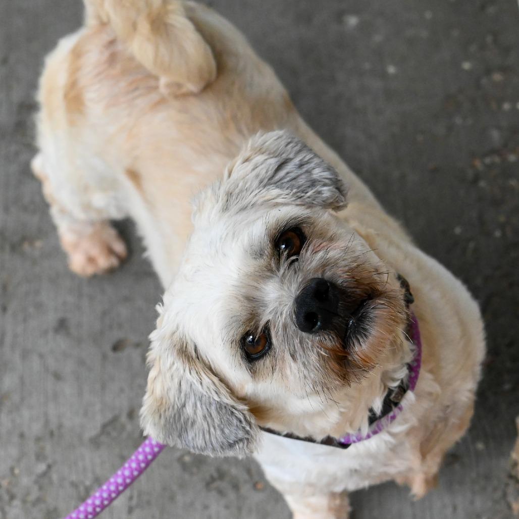 Enlarge Bentley, a Adoptable mixed breed in Richmond, VA image 1/6