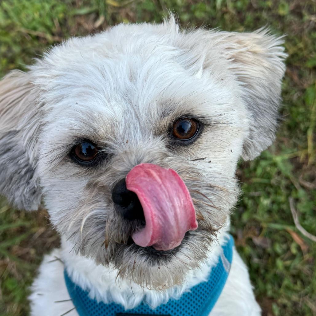 Enlarge Bentley, a Adoptable mixed breed in Richmond, VA image 2/6
