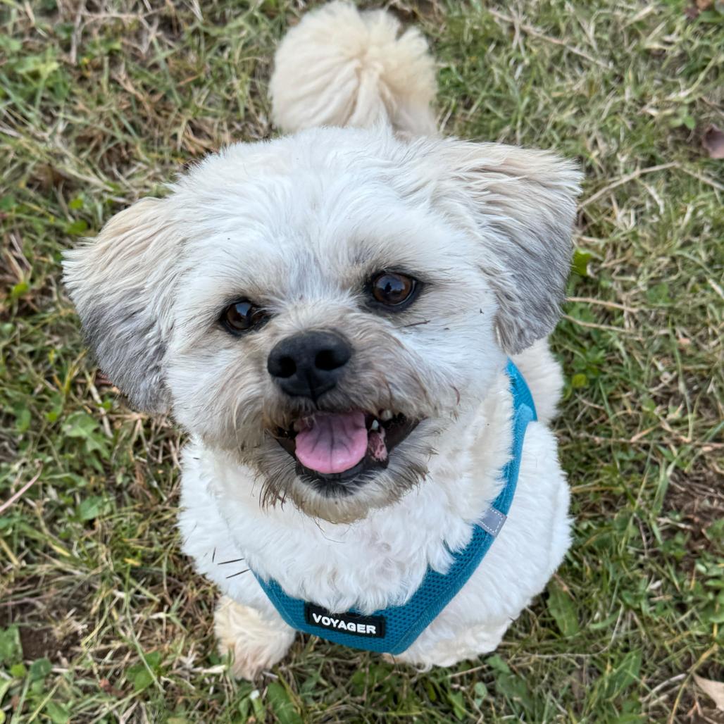Enlarge Bentley, a Adoptable mixed breed in Richmond, VA image 3/6