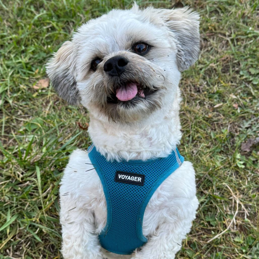 Enlarge Bentley, a Adoptable mixed breed in Richmond, VA image 4/6