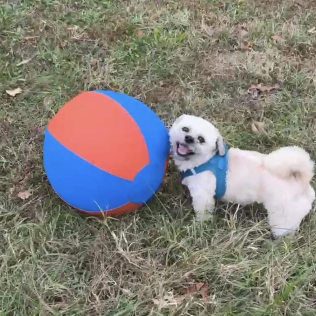 Enlarge Bentley, a Adoptable mixed breed in Richmond, VA image 5/6