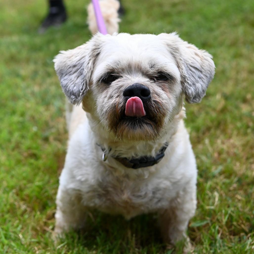 Enlarge Bentley, a Adoptable mixed breed in Richmond, VA image 6/6