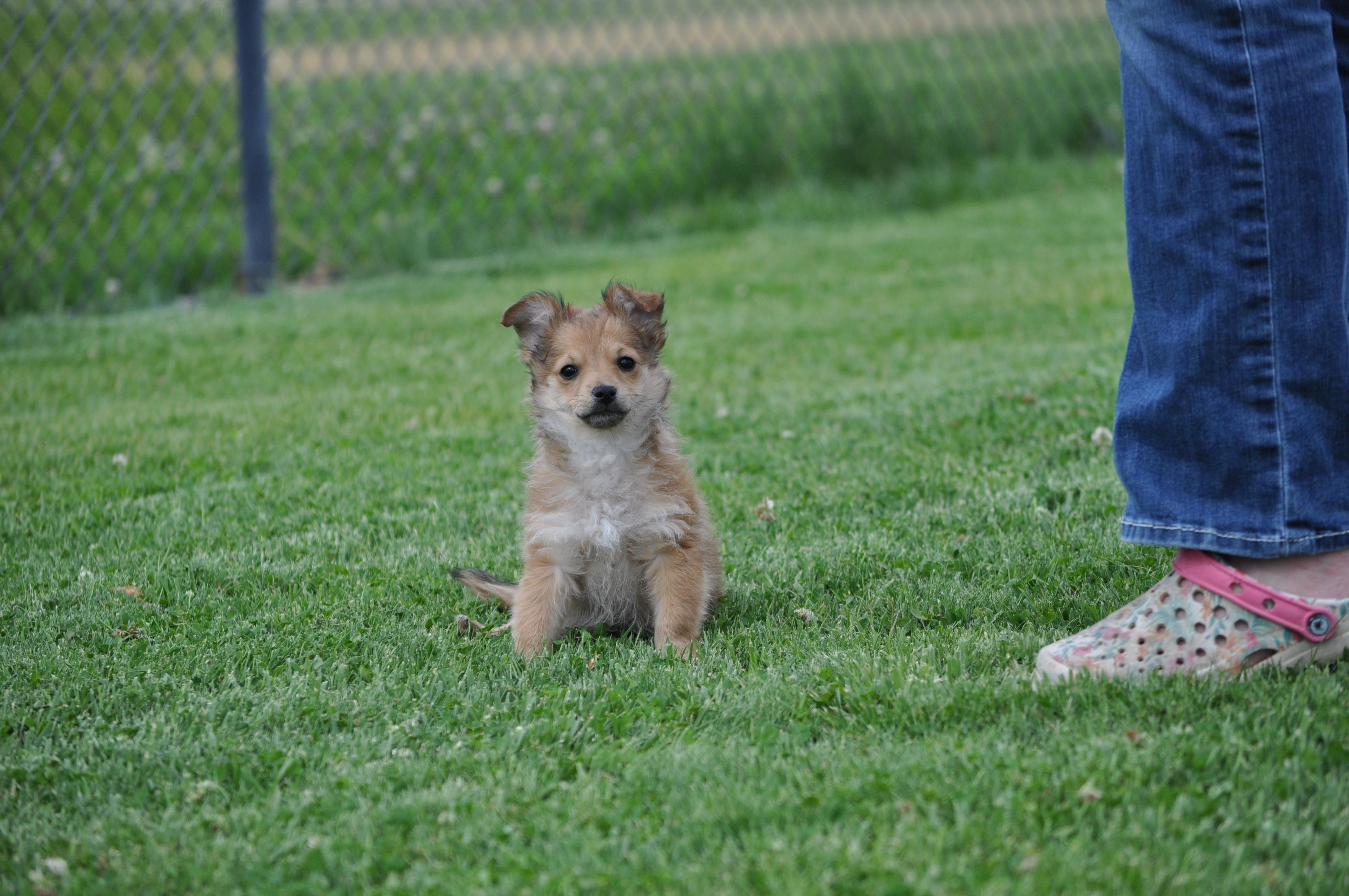 Darwin, an adopted mixed breed in Union Gap, WA image 4/6