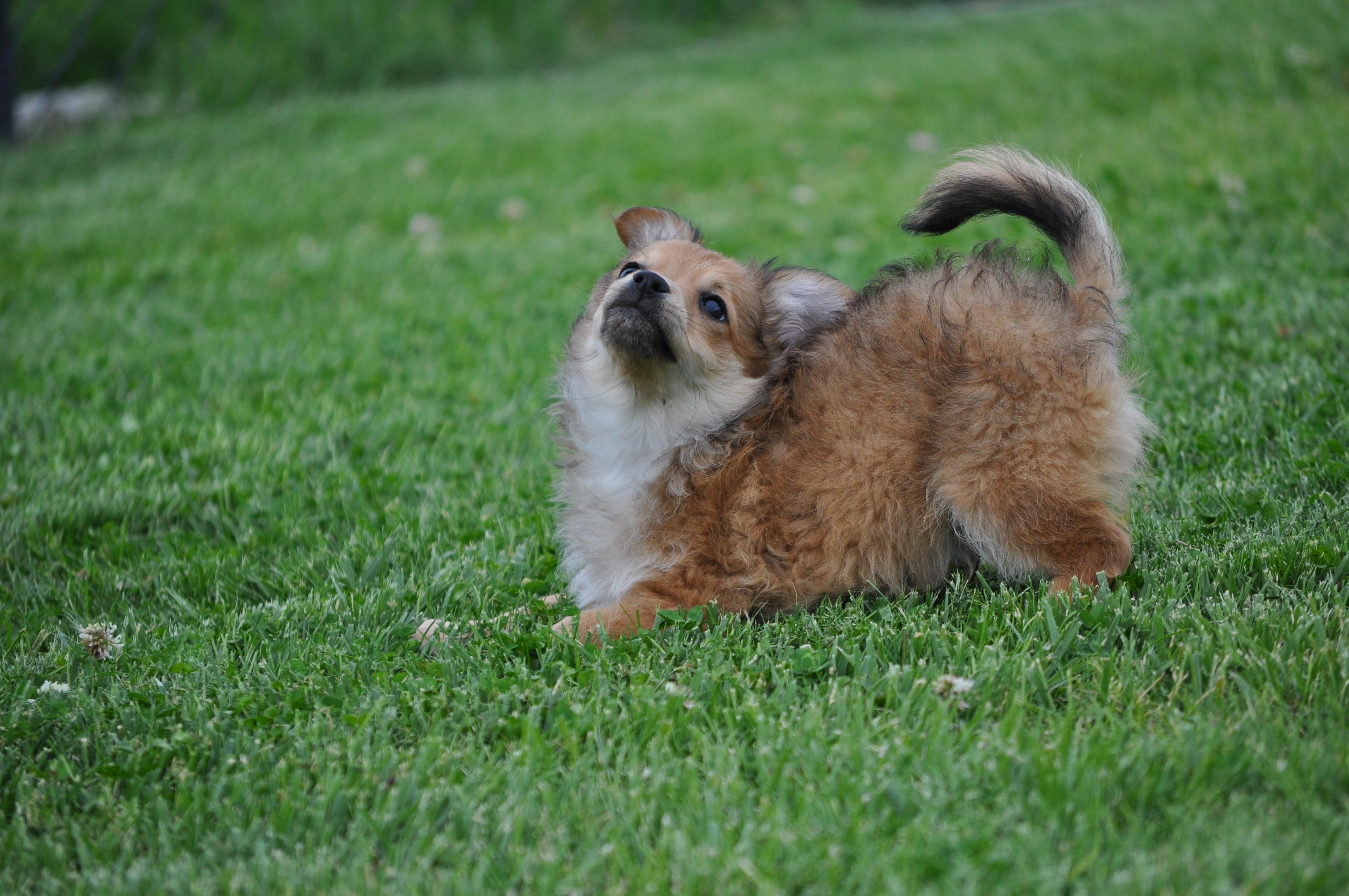 Darwin, an adopted mixed breed in Union Gap, WA image 2/6