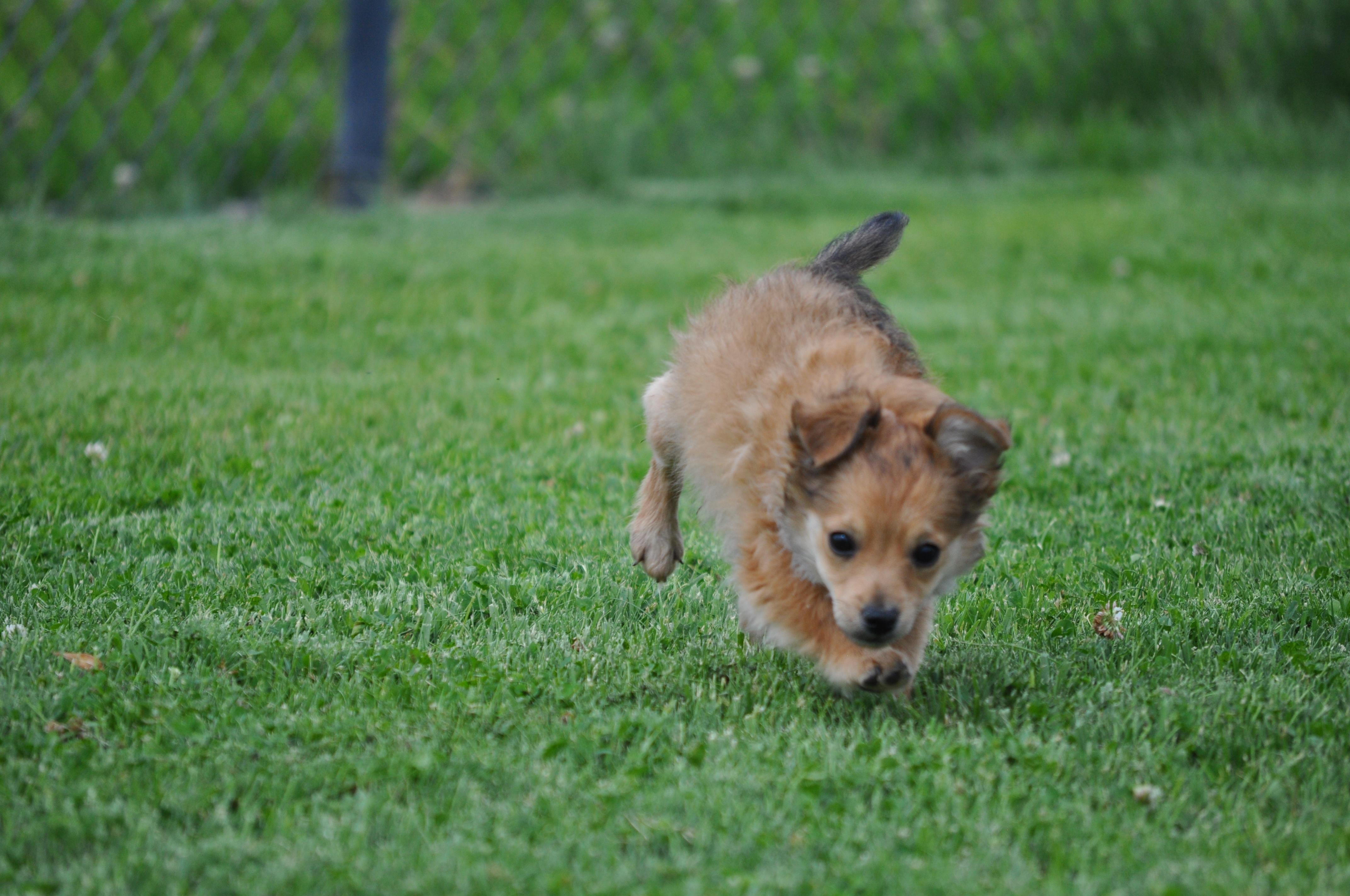 Darwin, an adopted mixed breed in Union Gap, WA image 6/6