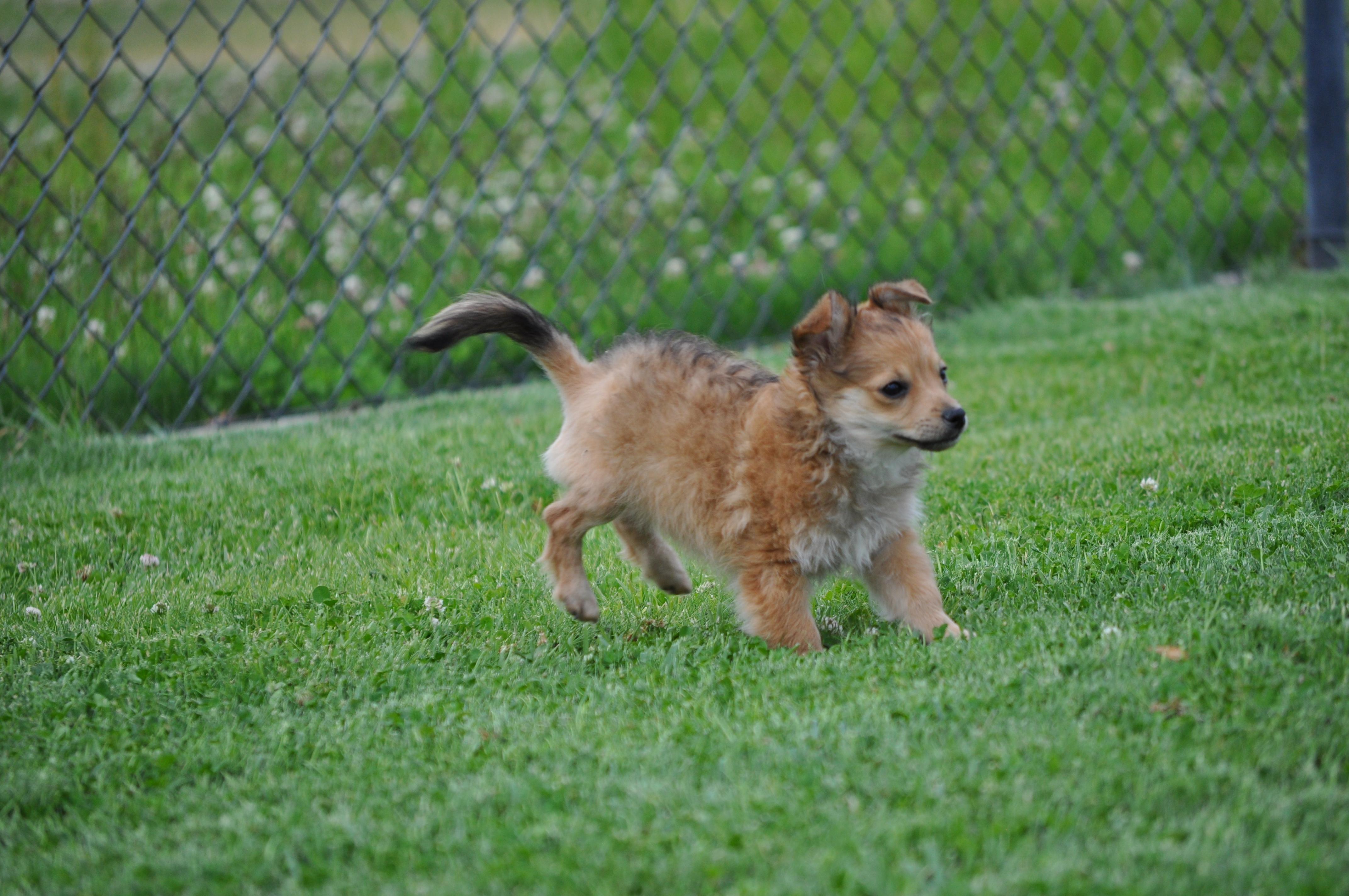 Darwin, an adopted mixed breed in Union Gap, WA image 5/6