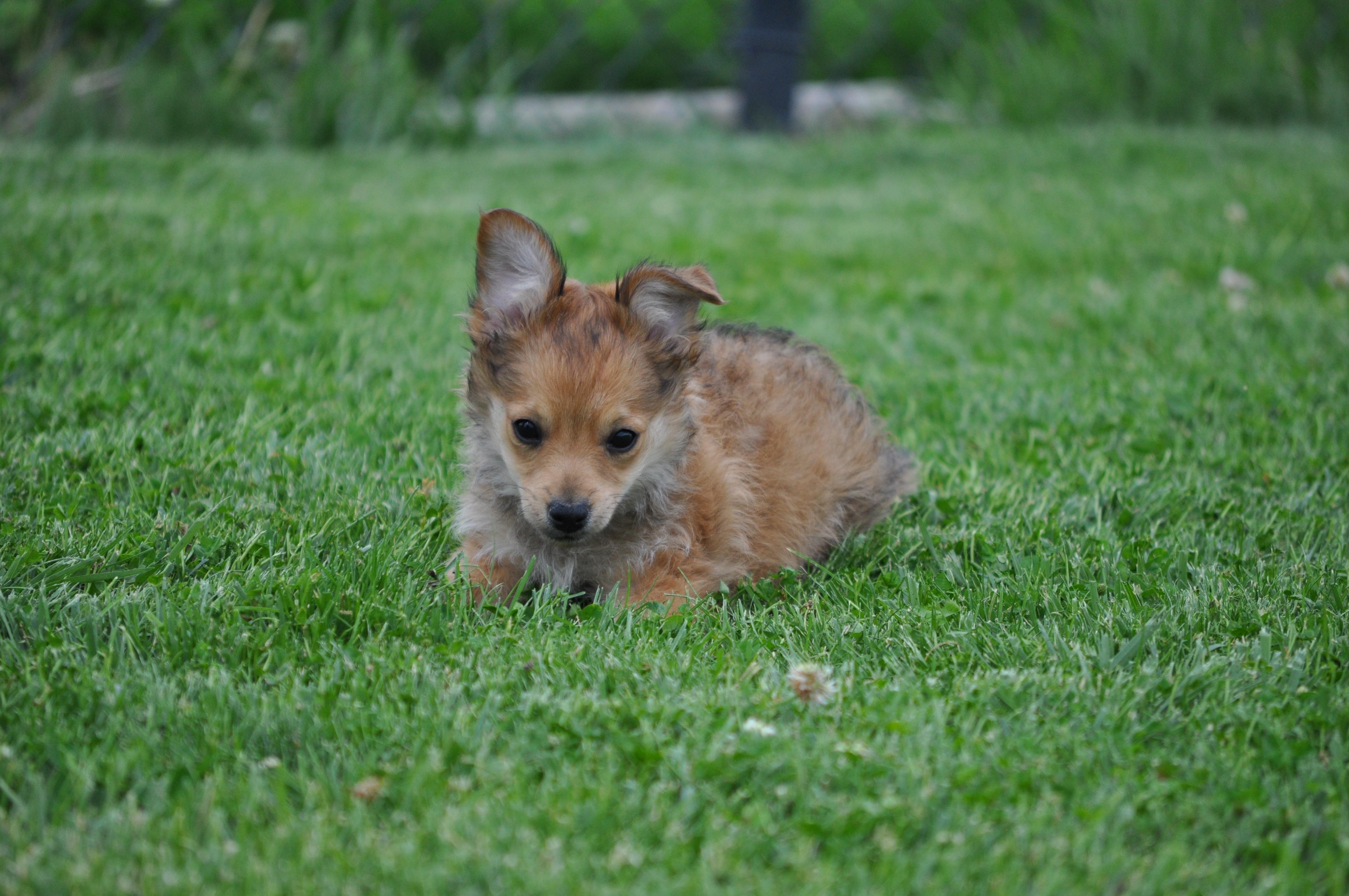 Darwin, an adopted mixed breed in Union Gap, WA image 3/6