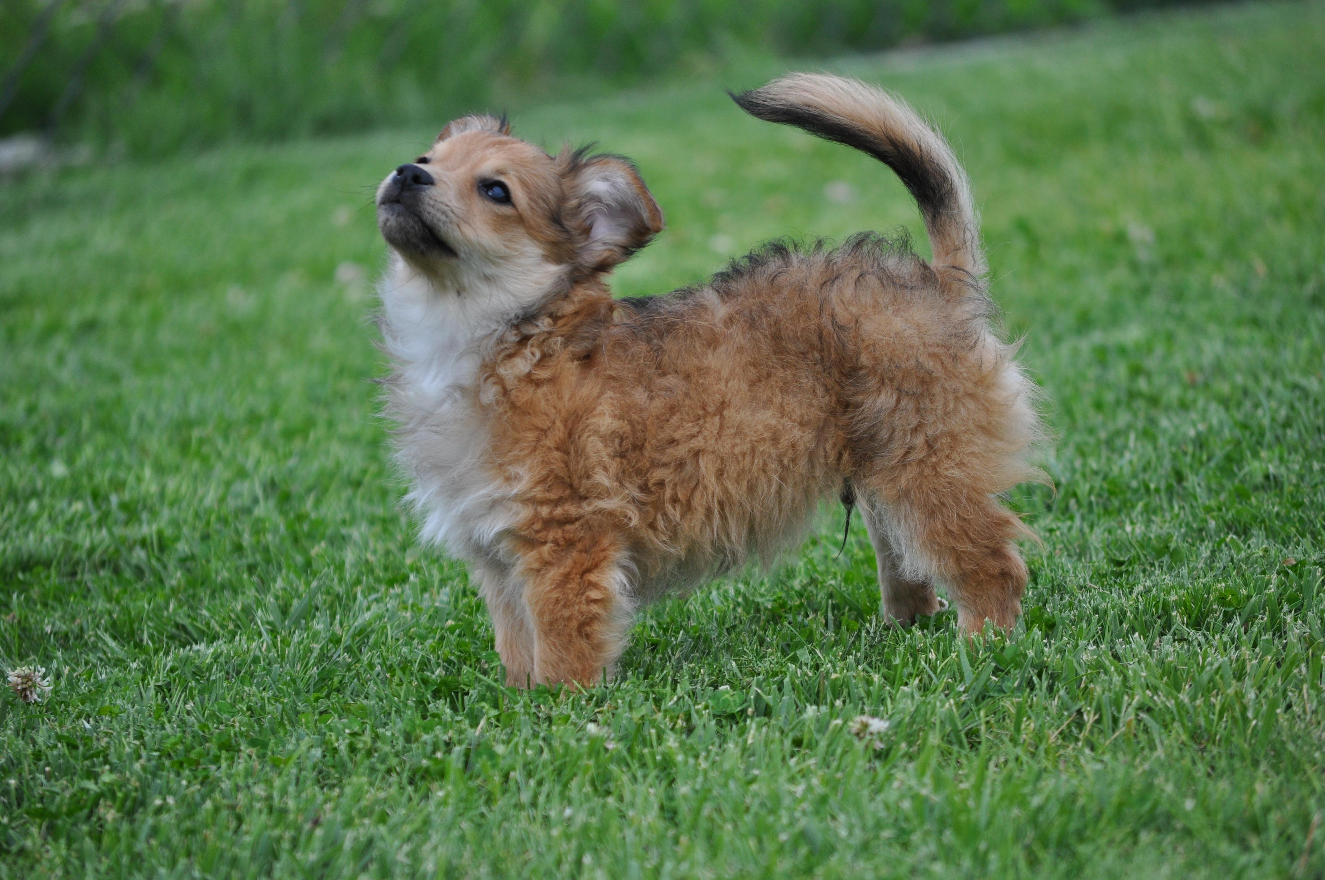 Darwin, adopted, Puppy Male Pomeranian & Chihuahua.