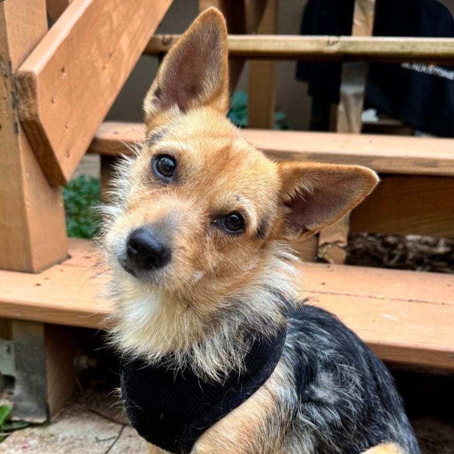 Enlarge Gypsy, an adopted mixed breed in Farmington, MO image 1/3