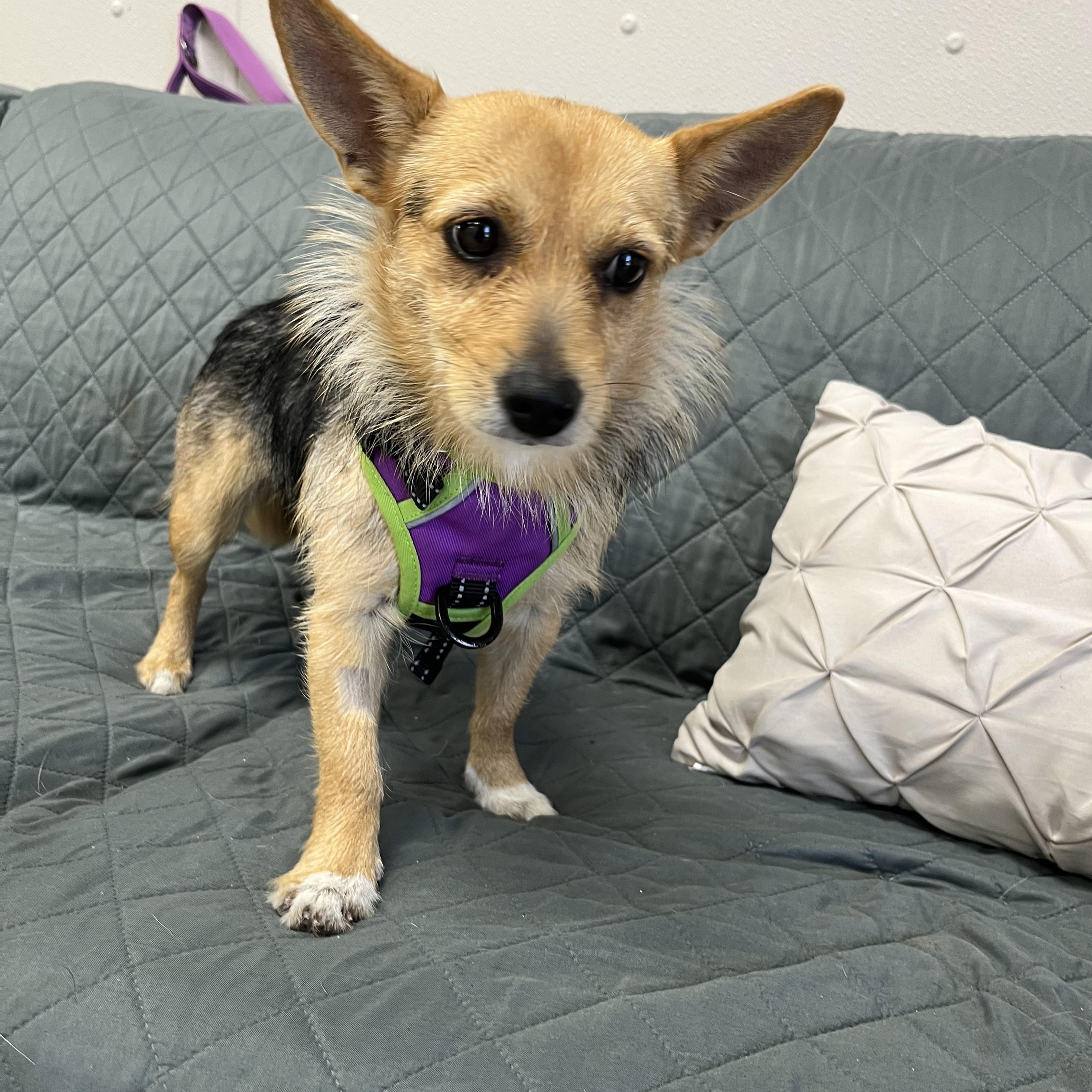 Enlarge Gypsy, an adopted mixed breed in Farmington, MO image 2/3