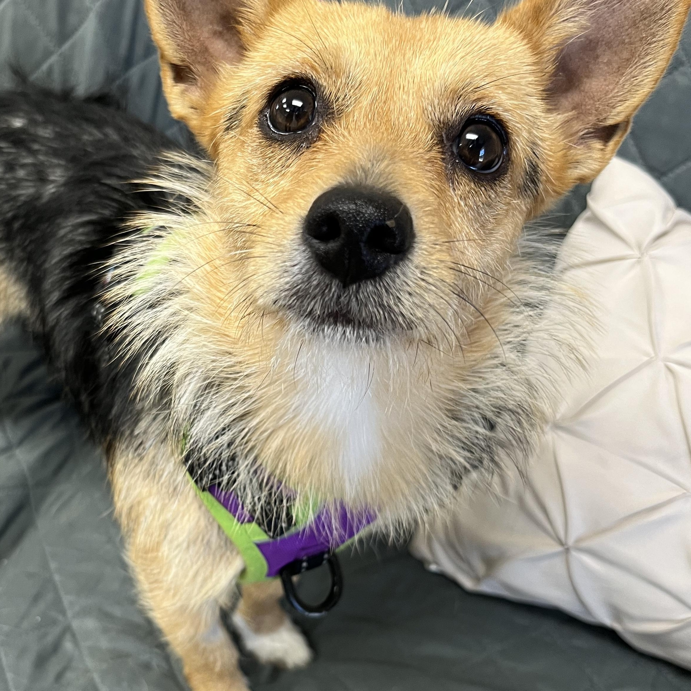 Enlarge Gypsy, an adopted mixed breed in Farmington, MO image 3/3