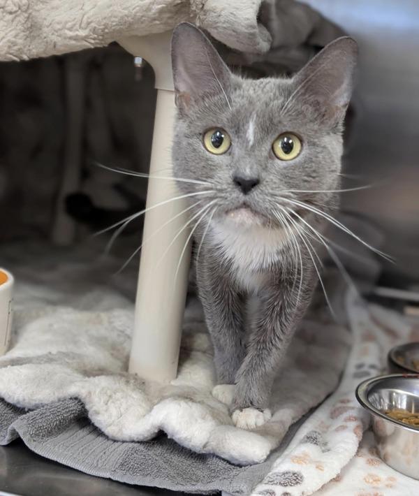 Pita, Adoptable, Senior Female Domestic Short Hair.