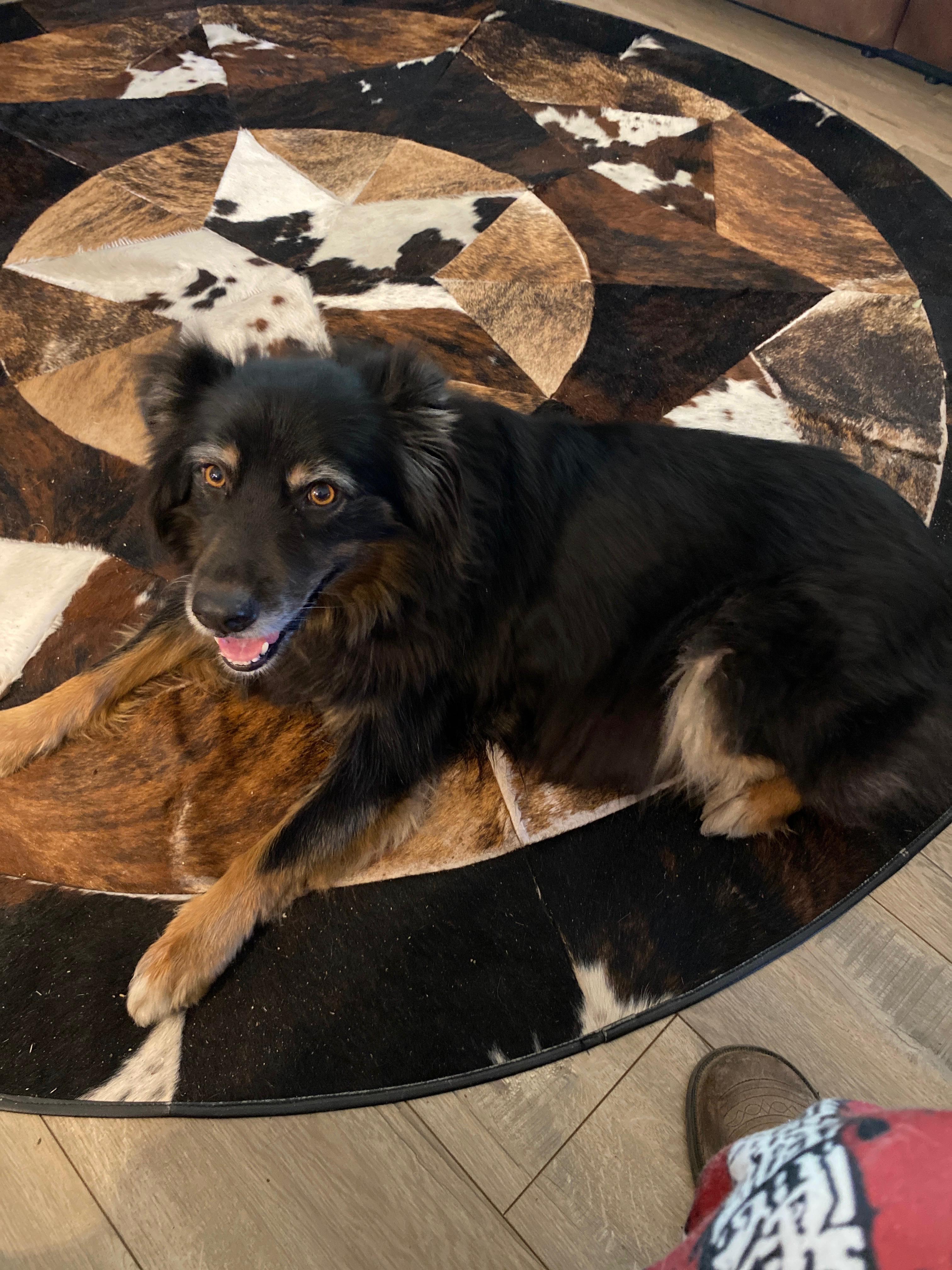 Penny, adopted, Adult Female Australian Shepherd.