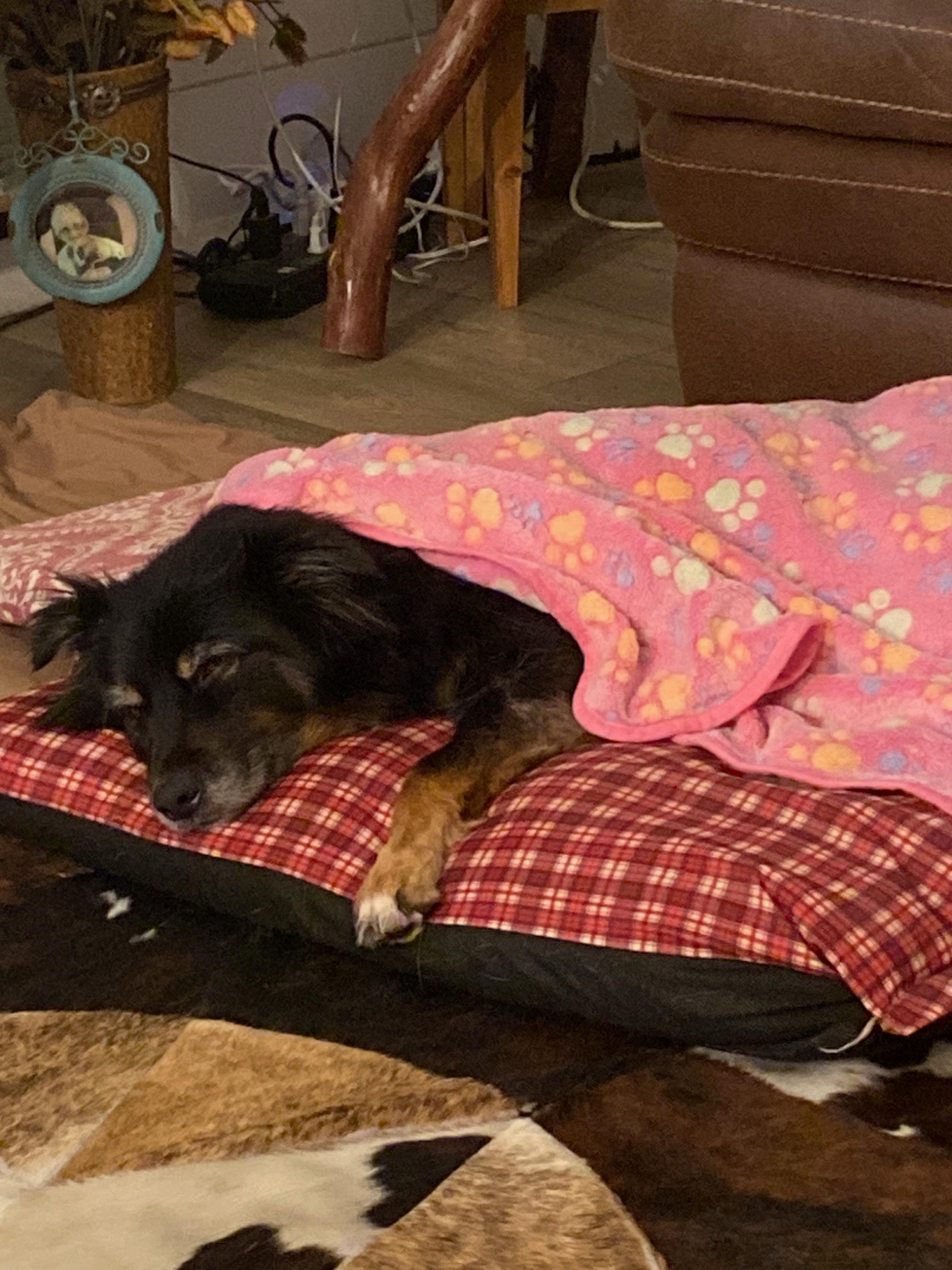 Enlarge Penny, an adopted Australian Shepherd in Coarsegold, CA image 4/4