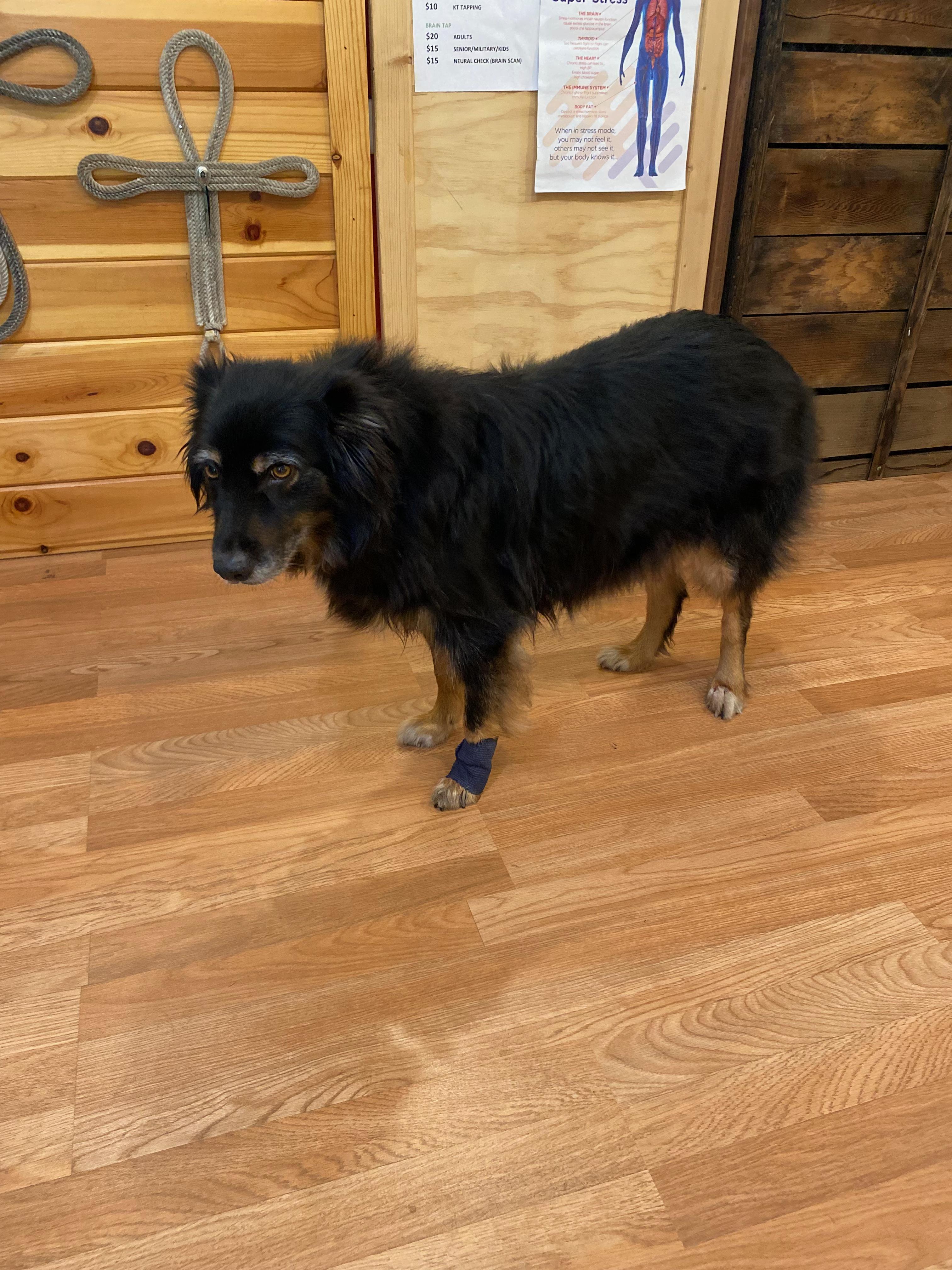 Enlarge Penny, an adopted Australian Shepherd in Coarsegold, CA image 2/4