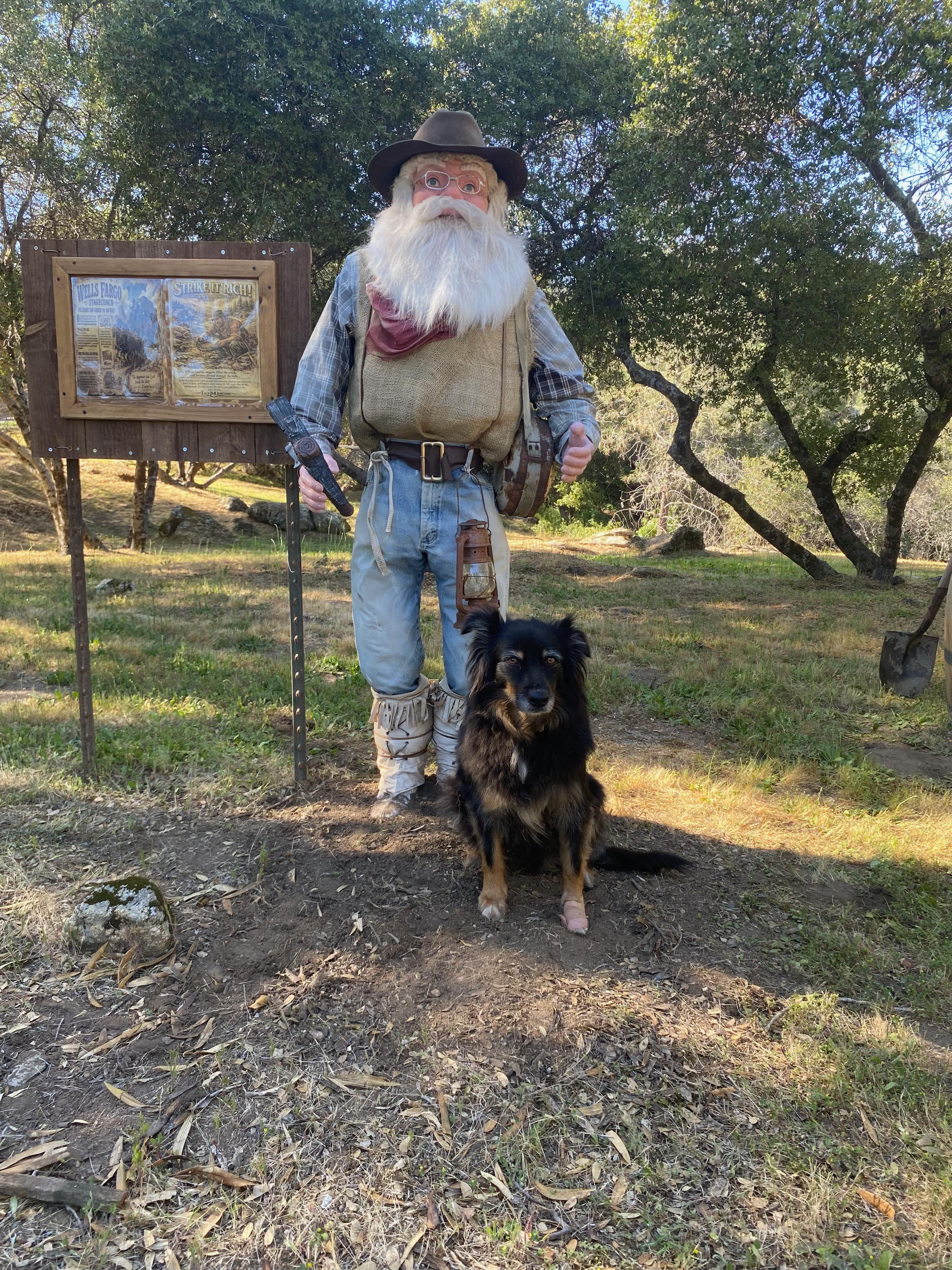 Enlarge Penny, an adopted Australian Shepherd in Coarsegold, CA image 3/4