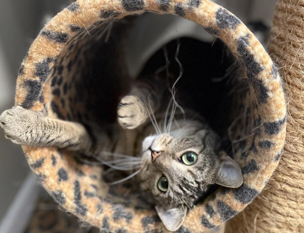 Ritta, Adoptable, Adult Female Domestic Short Hair.