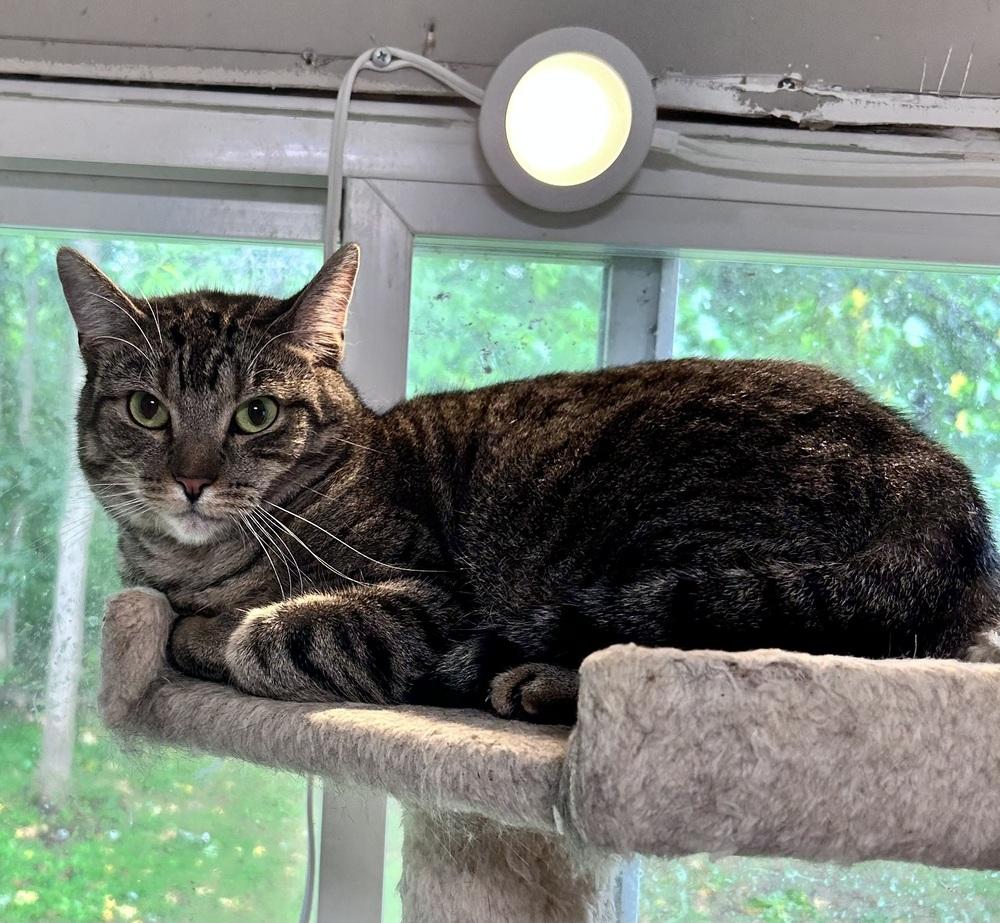 Enlarge Ritta, a Adoptable Domestic Short Hair in Telford, PA image 1/1