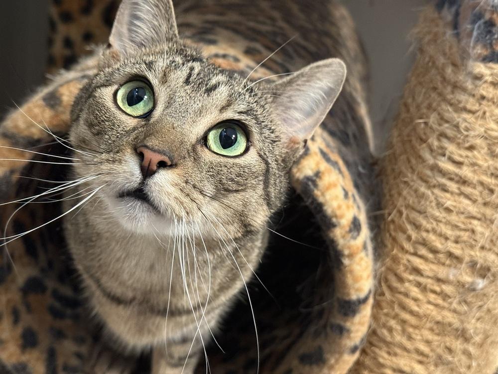 Enlarge Ritta, a Adoptable Domestic Short Hair in Telford, PA image 3/6