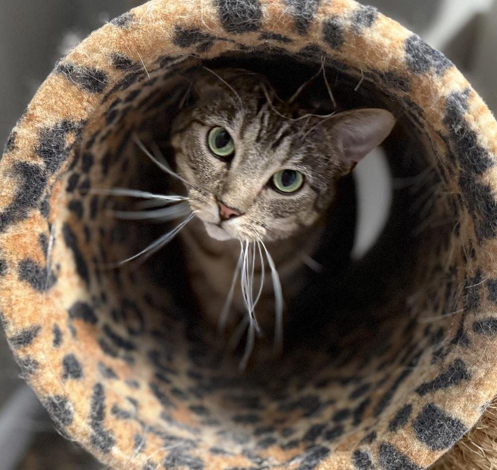 Enlarge Ritta, a Adoptable Domestic Short Hair in Telford, PA image 5/6