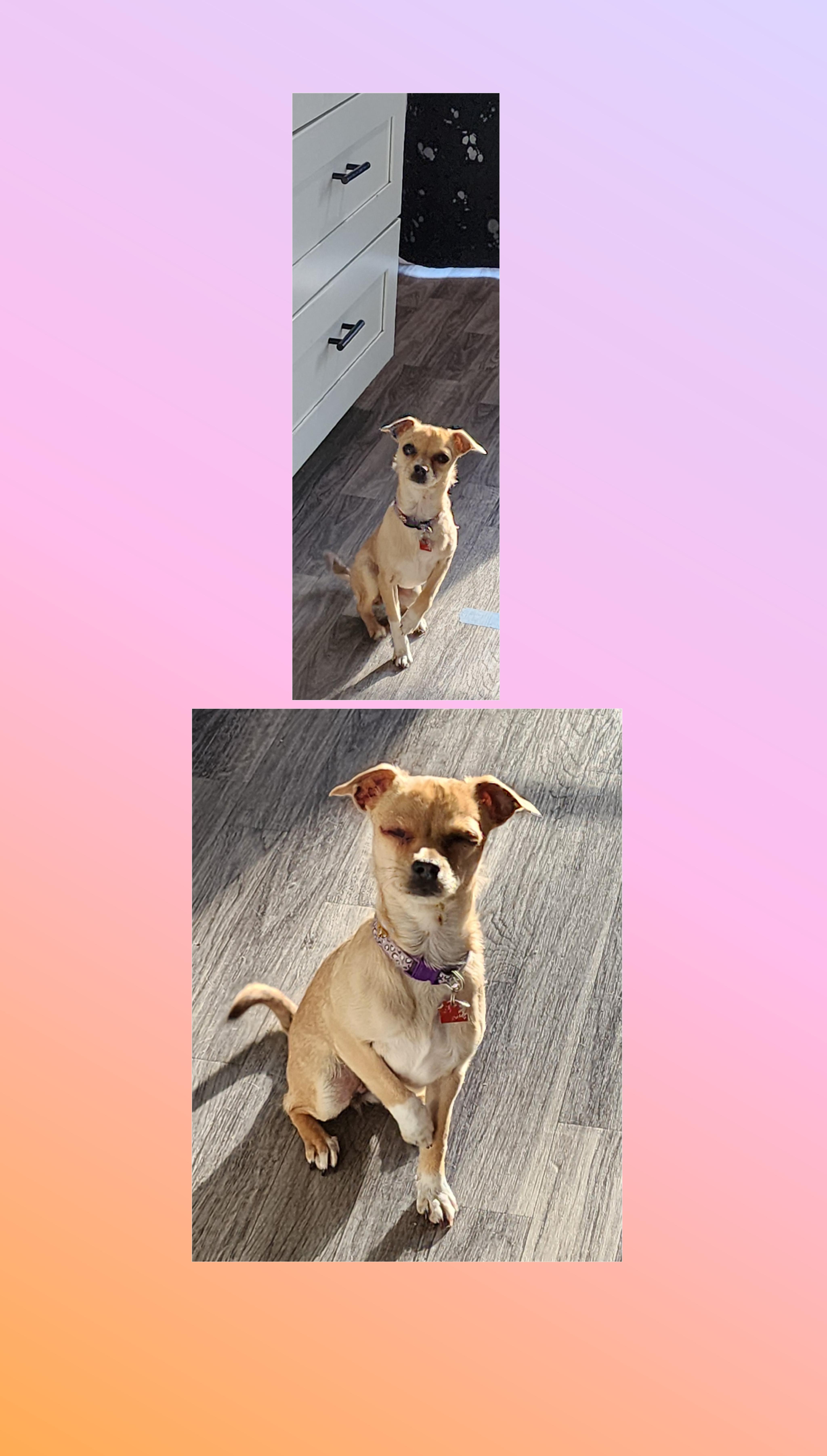 Enlarge Twinkle  5 Pounds, a Adoptable mixed breed in Lake Geneva, WI image 7/7