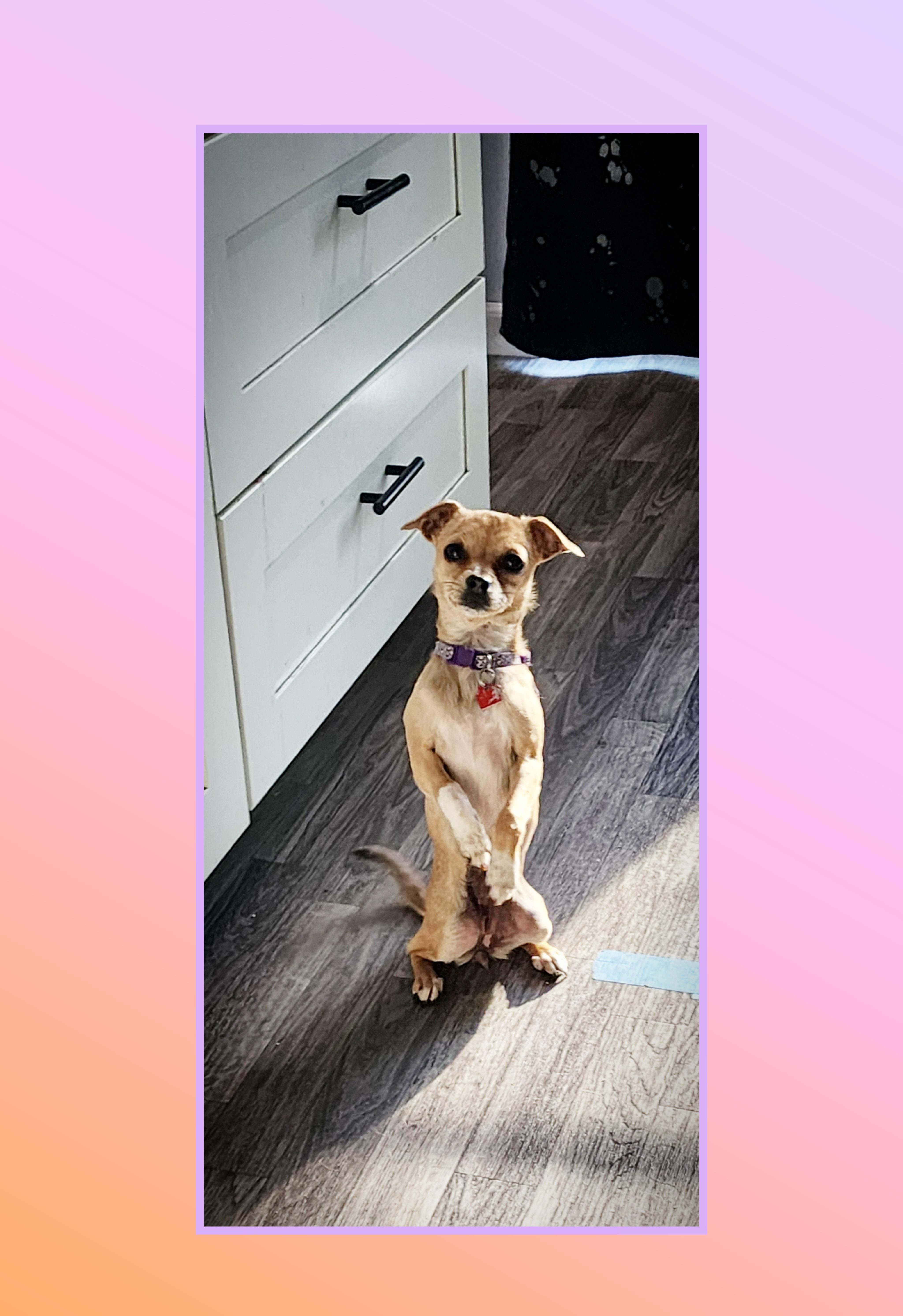 Twinkle  5 Pounds, Adoptable, Young Female Chihuahua & Pug.