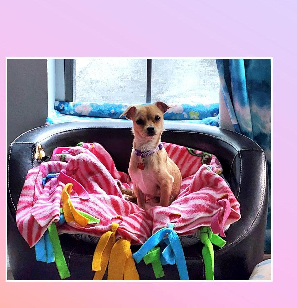 Twinkle 5 Pounds, a Adoptable mixed breed in Lake Geneva, WI image 3/7