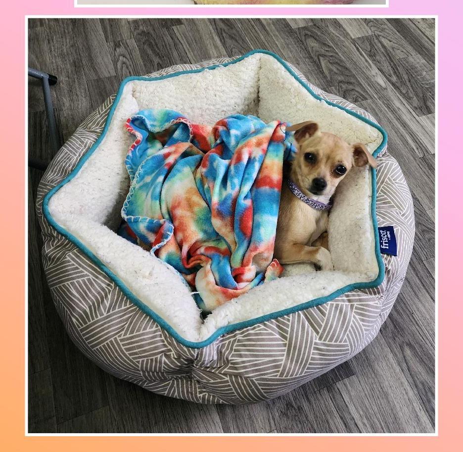 Twinkle 5 Pounds, a Adoptable mixed breed in Lake Geneva, WI image 4/7