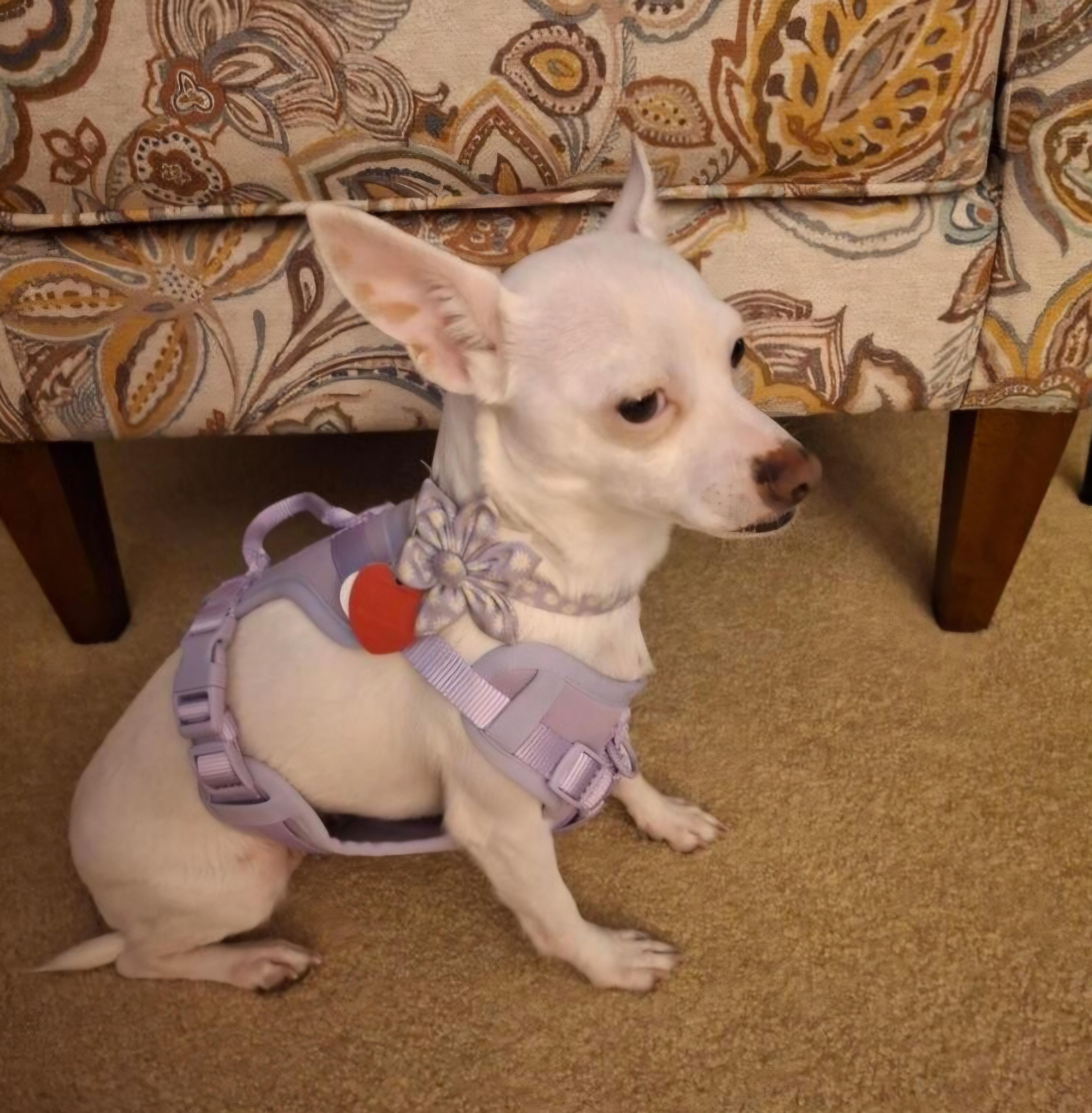 Enlarge Crystal, a Adoptable Chihuahua in Weeki Wachee, FL image 2/5