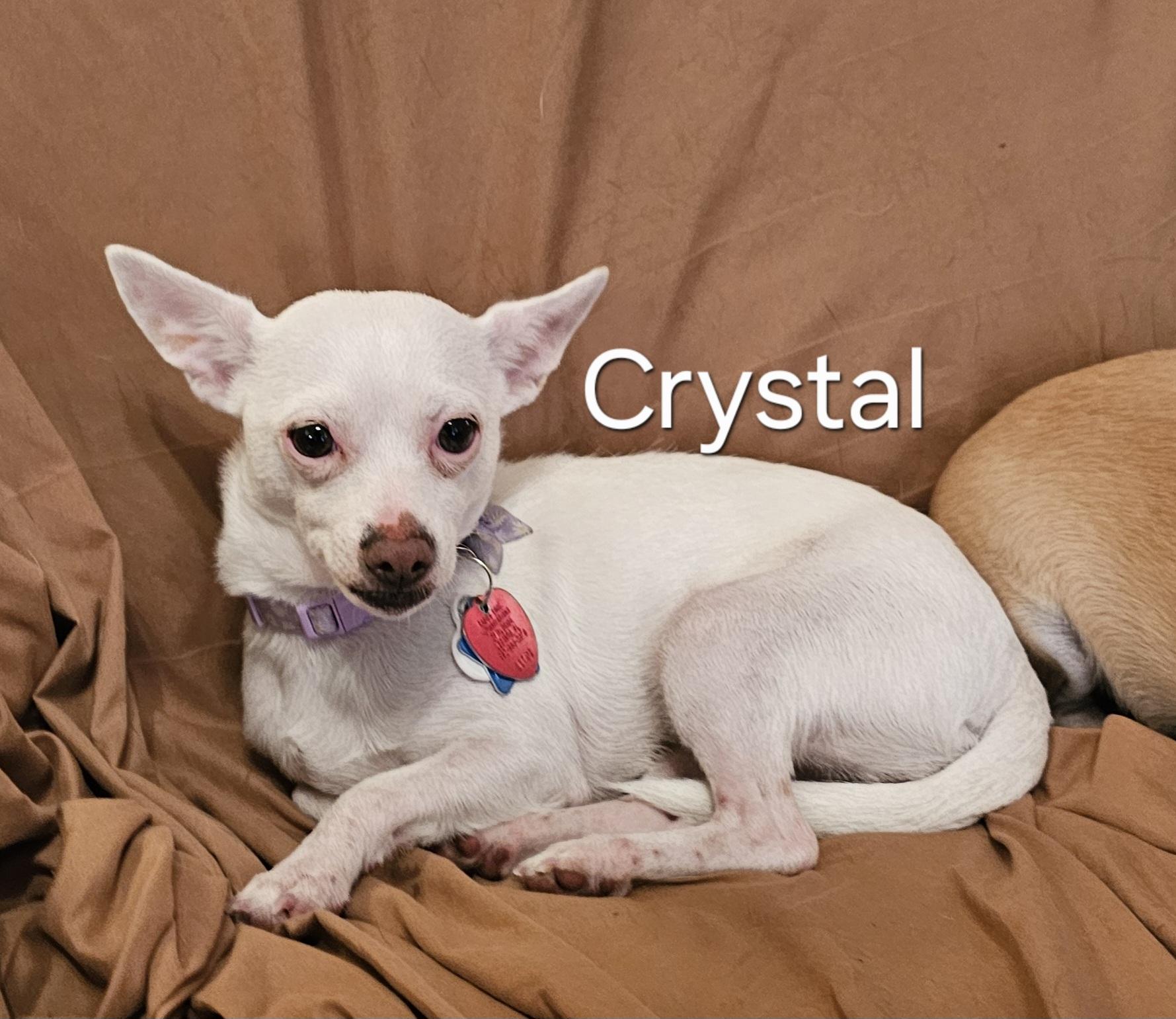 Enlarge Crystal, a Adoptable Chihuahua in Weeki Wachee, FL image 3/5