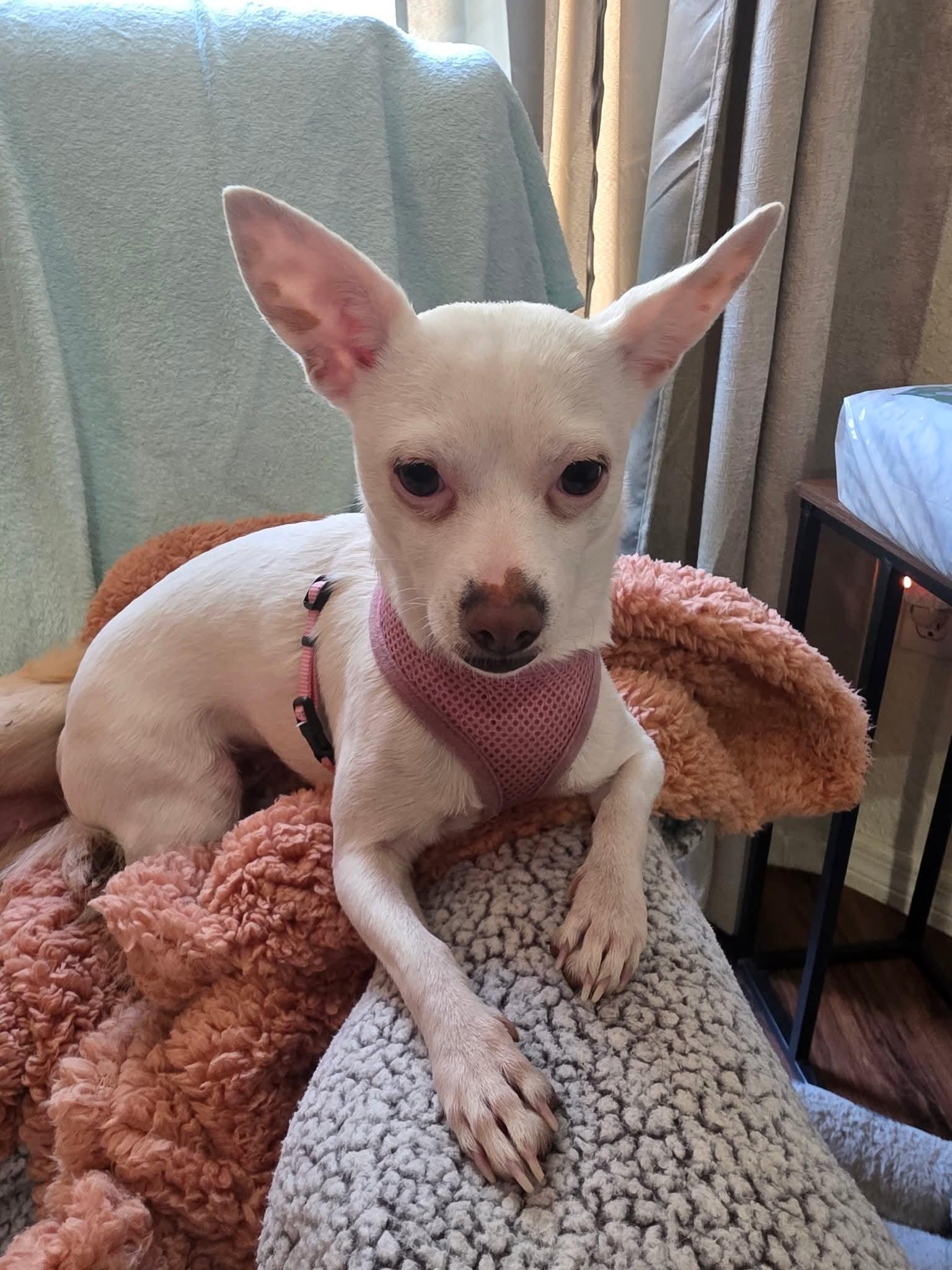 Crystal, Adoptable, Young Female Chihuahua.