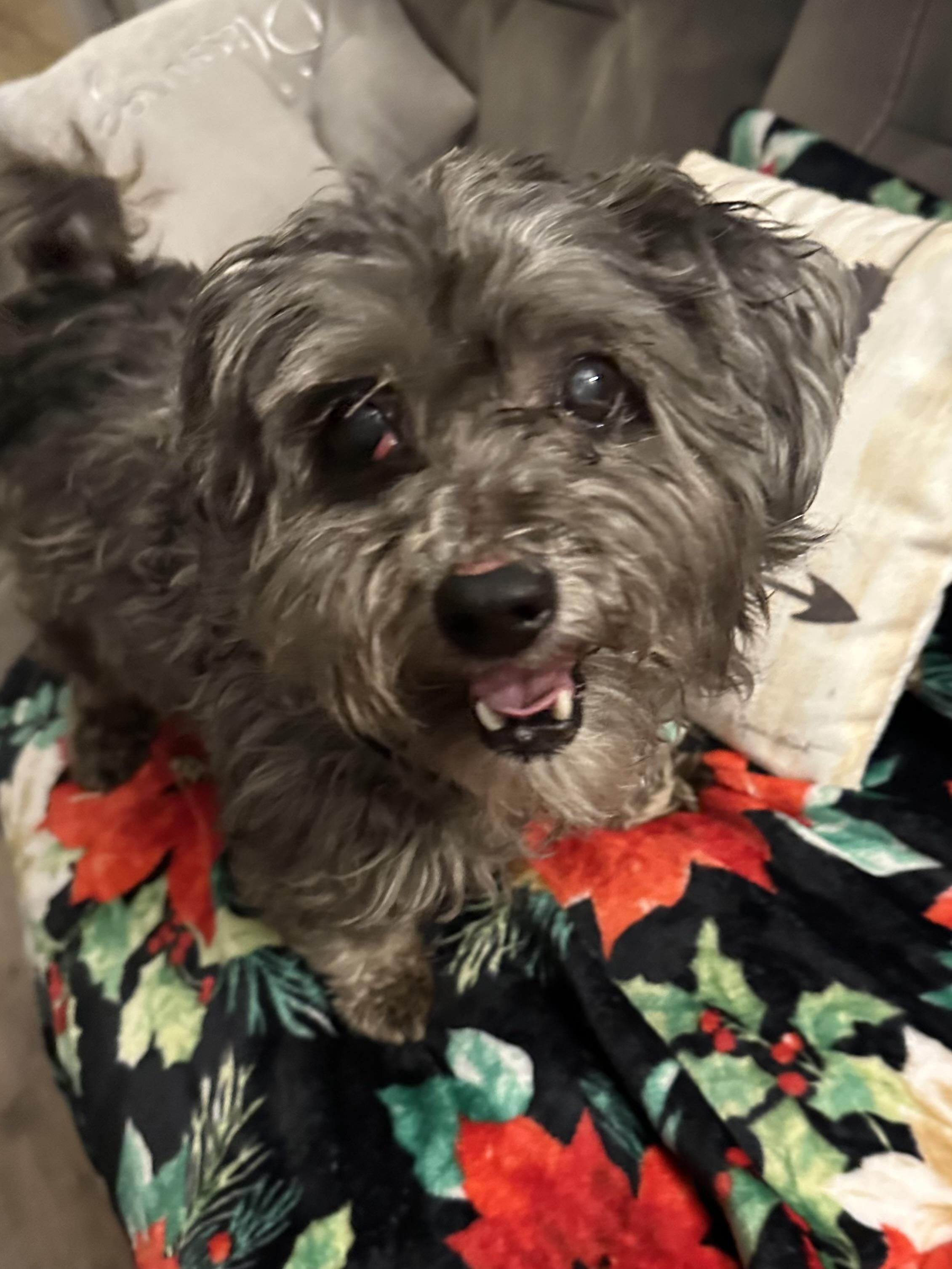 Enlarge Oliver, a ADOPTABLE mixed breed in Lincoln University, PA image 2/4