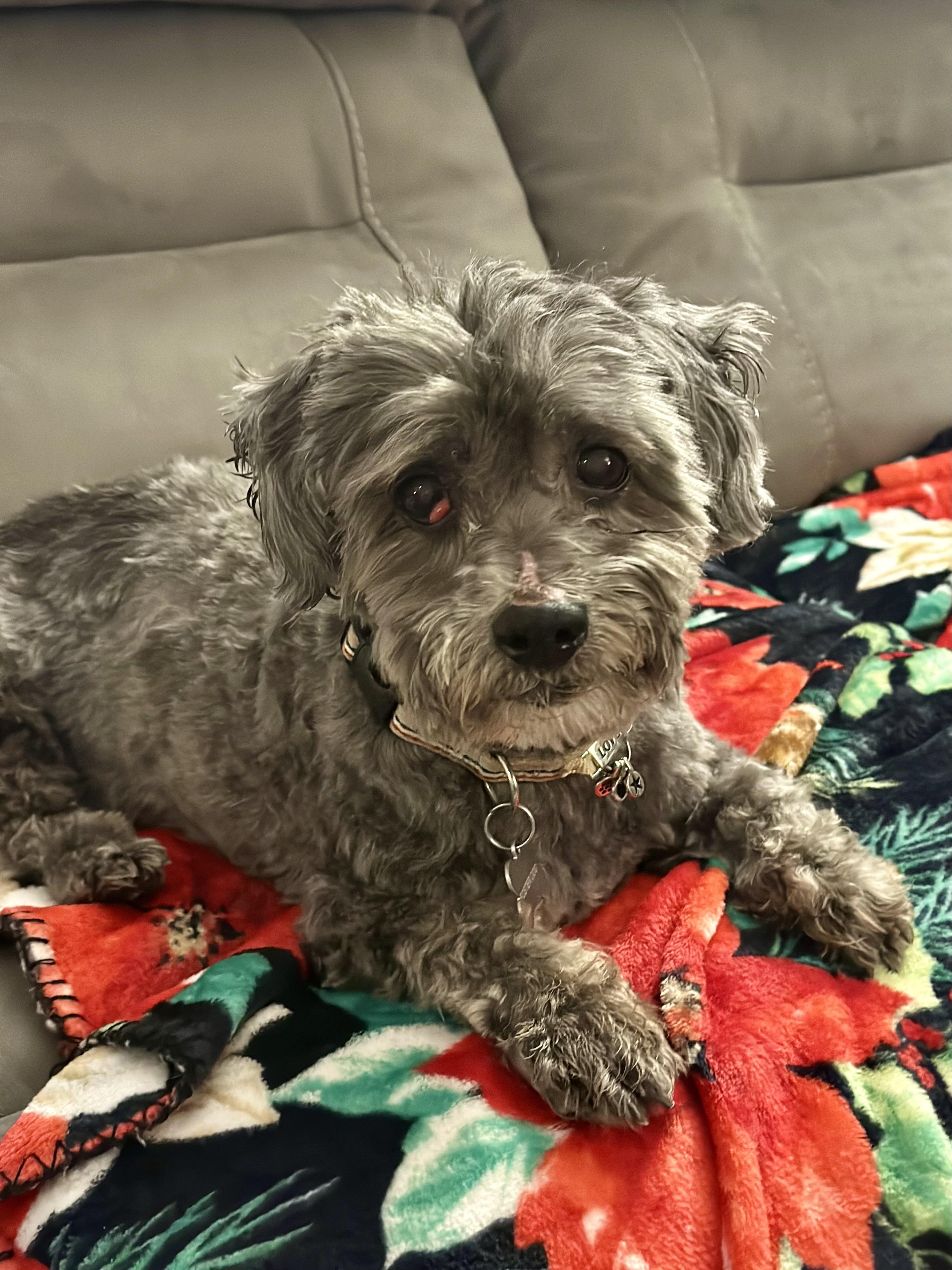 Oliver, ADOPTABLE, Senior Male Shih poo.