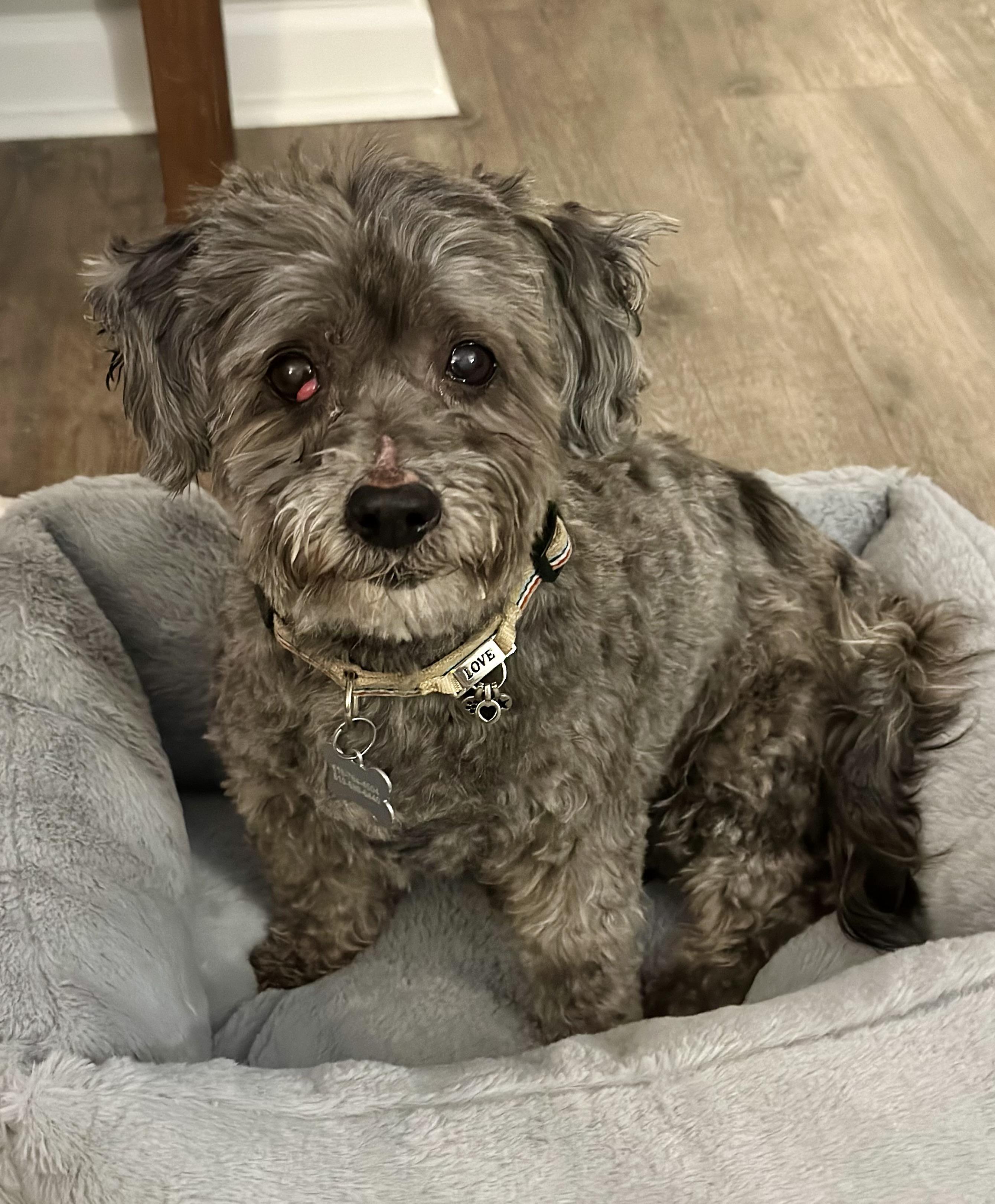 Enlarge Oliver, a ADOPTABLE mixed breed in Lincoln University, PA image 3/4