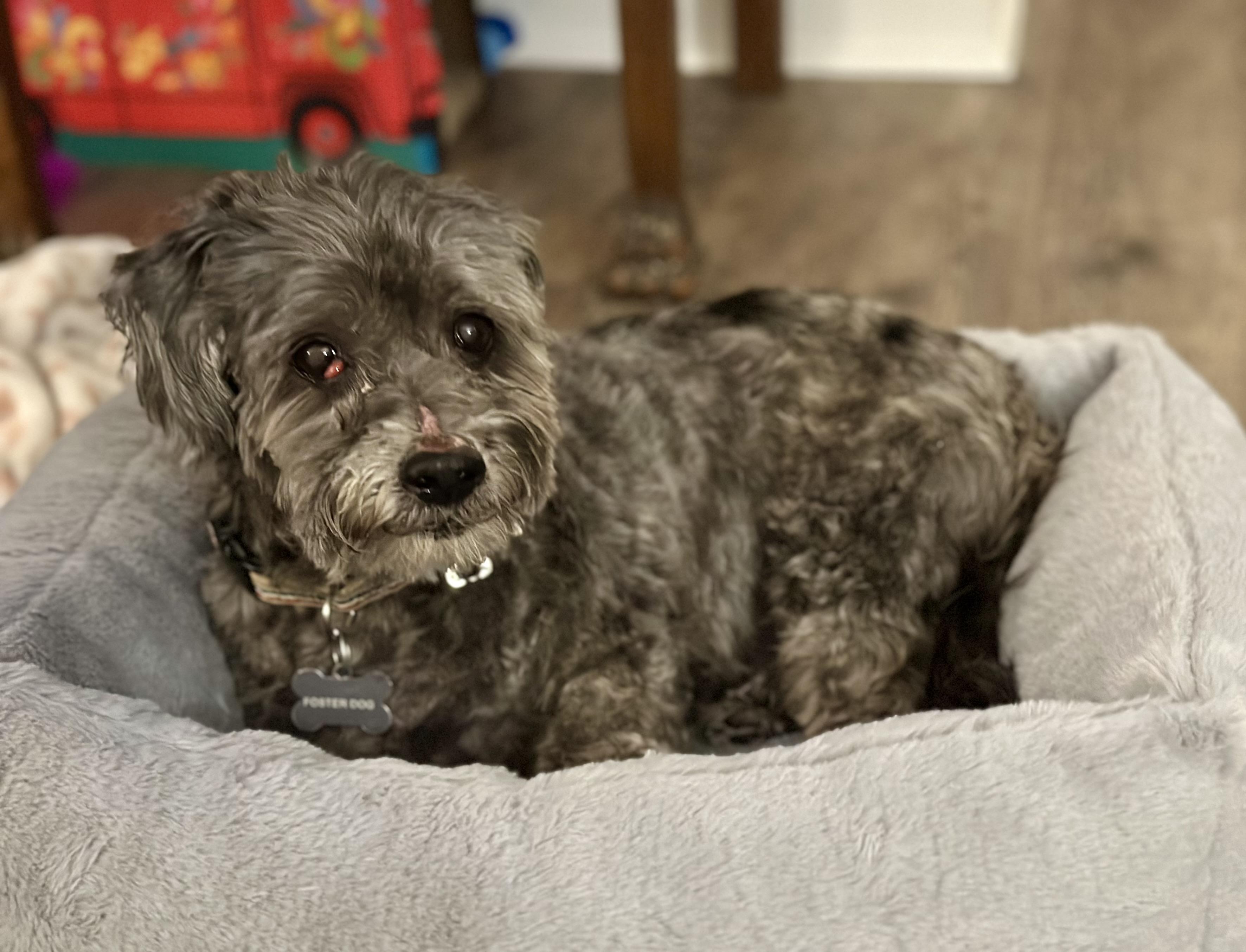 Enlarge Oliver, a ADOPTABLE mixed breed in Lincoln University, PA image 4/4