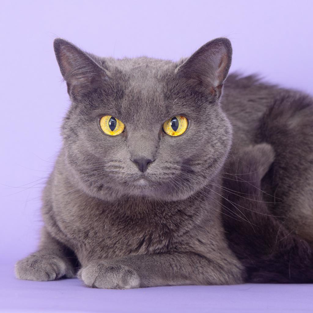 Enlarge Auggie, a Adoptable Domestic Short Hair in Franklin, TN image 1/2