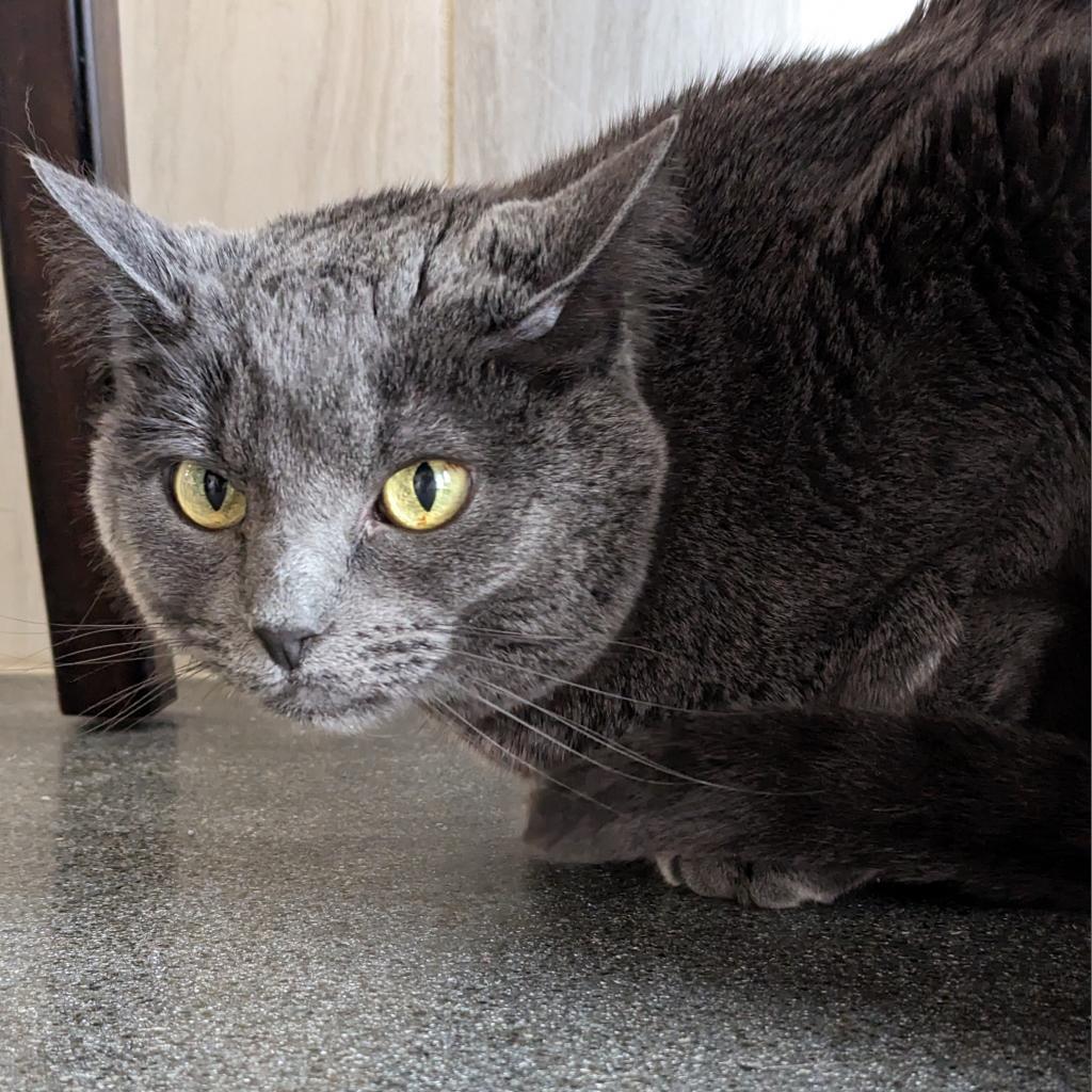 Enlarge Auggie, a Adoptable Domestic Short Hair in Franklin, TN image 2/2