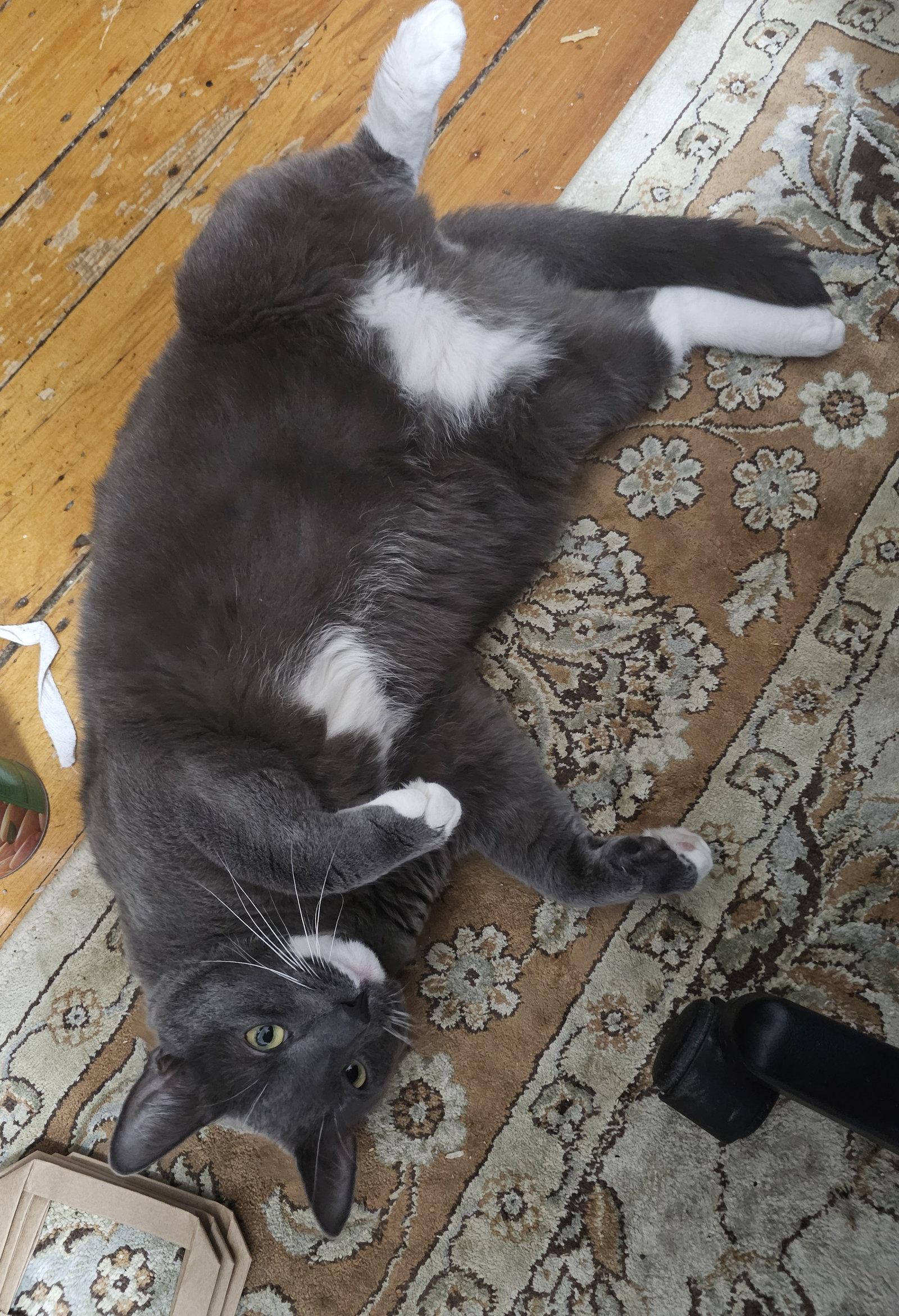 Bruce, a Adoptable Domestic Short Hair in Somerville, MA image 2/3