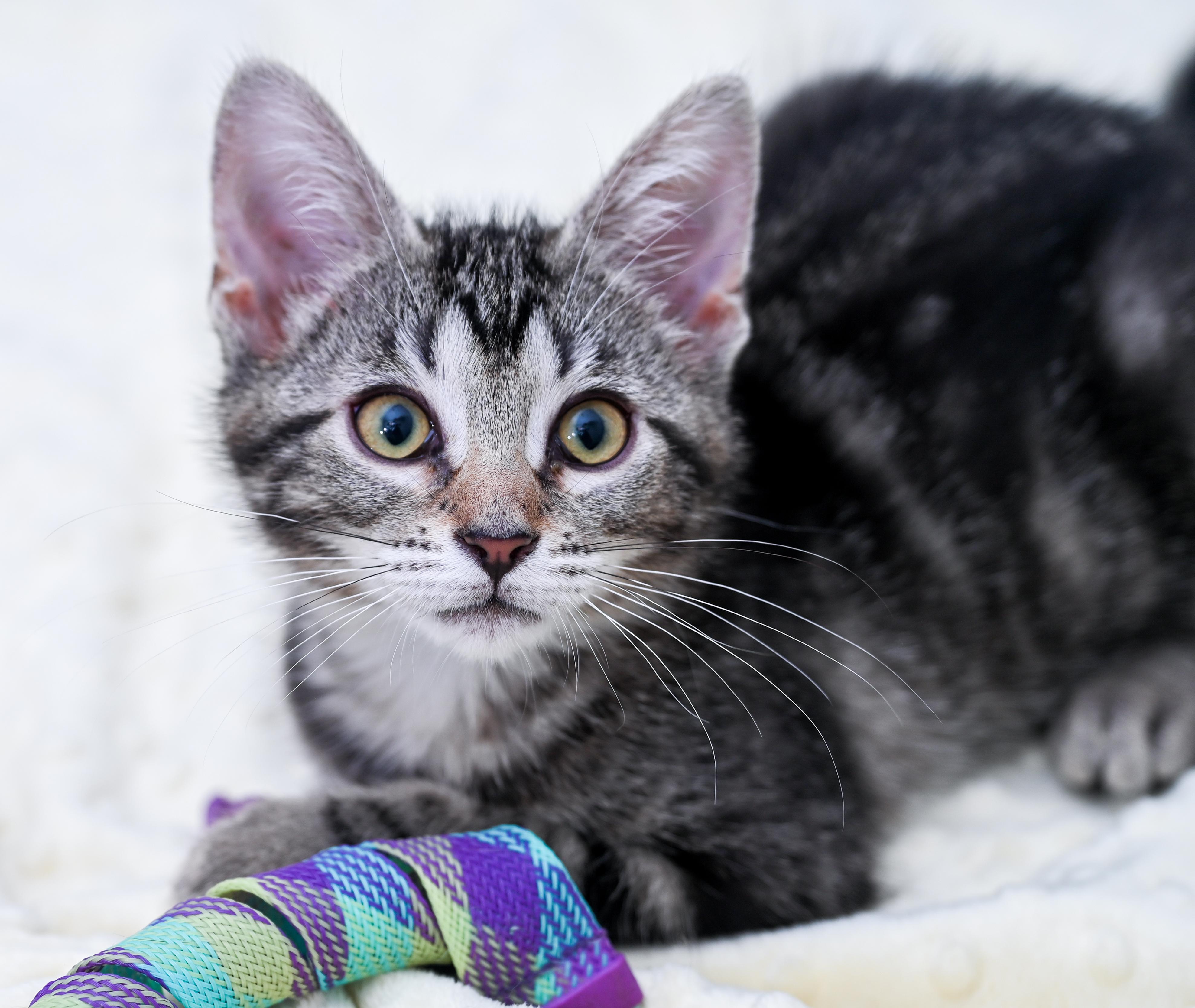 Enlarge Moon Pie, an adoptable mixed breed in Chattanooga, TN image 3/6