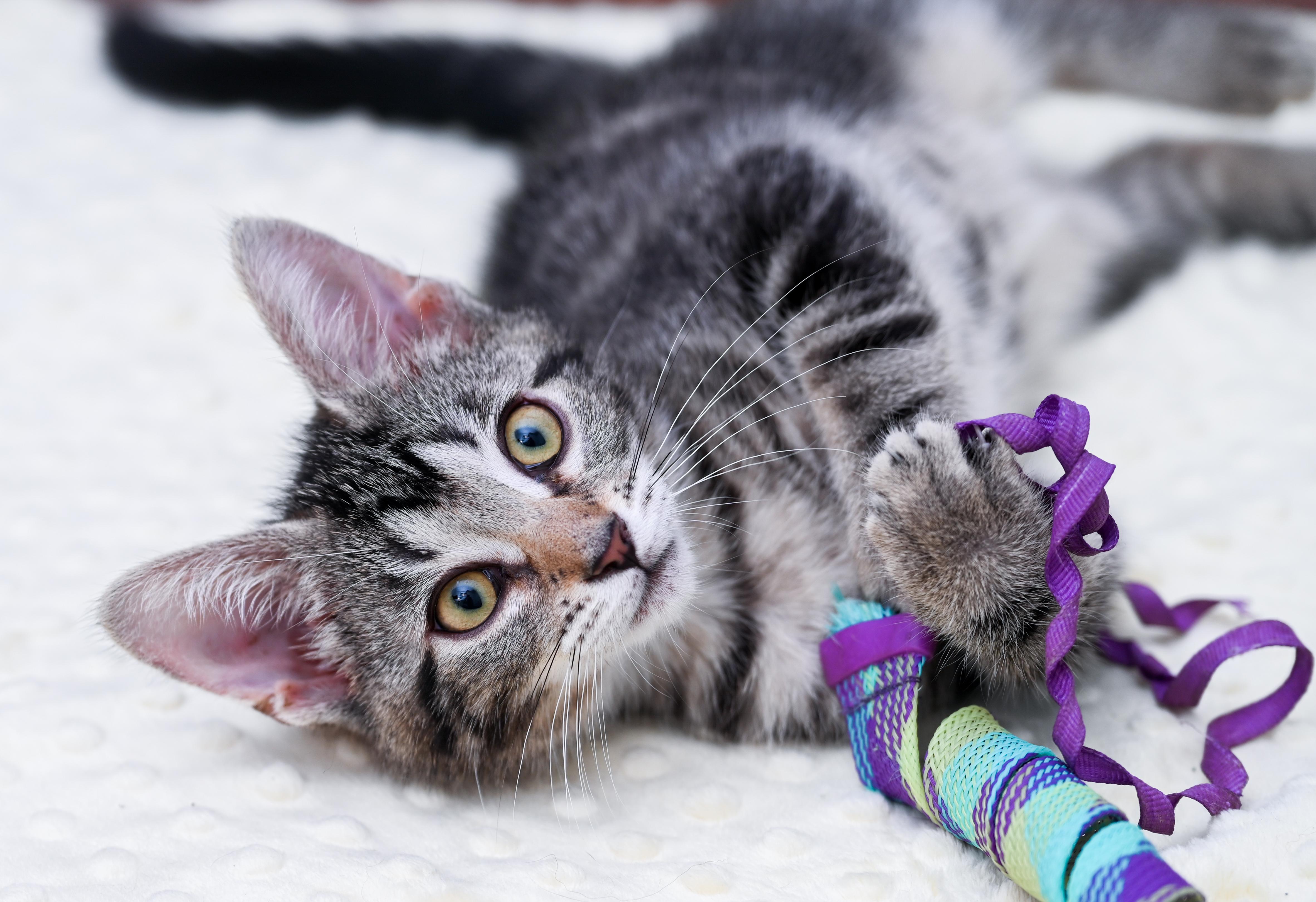 Enlarge Moon Pie, an adoptable mixed breed in Chattanooga, TN image 1/6