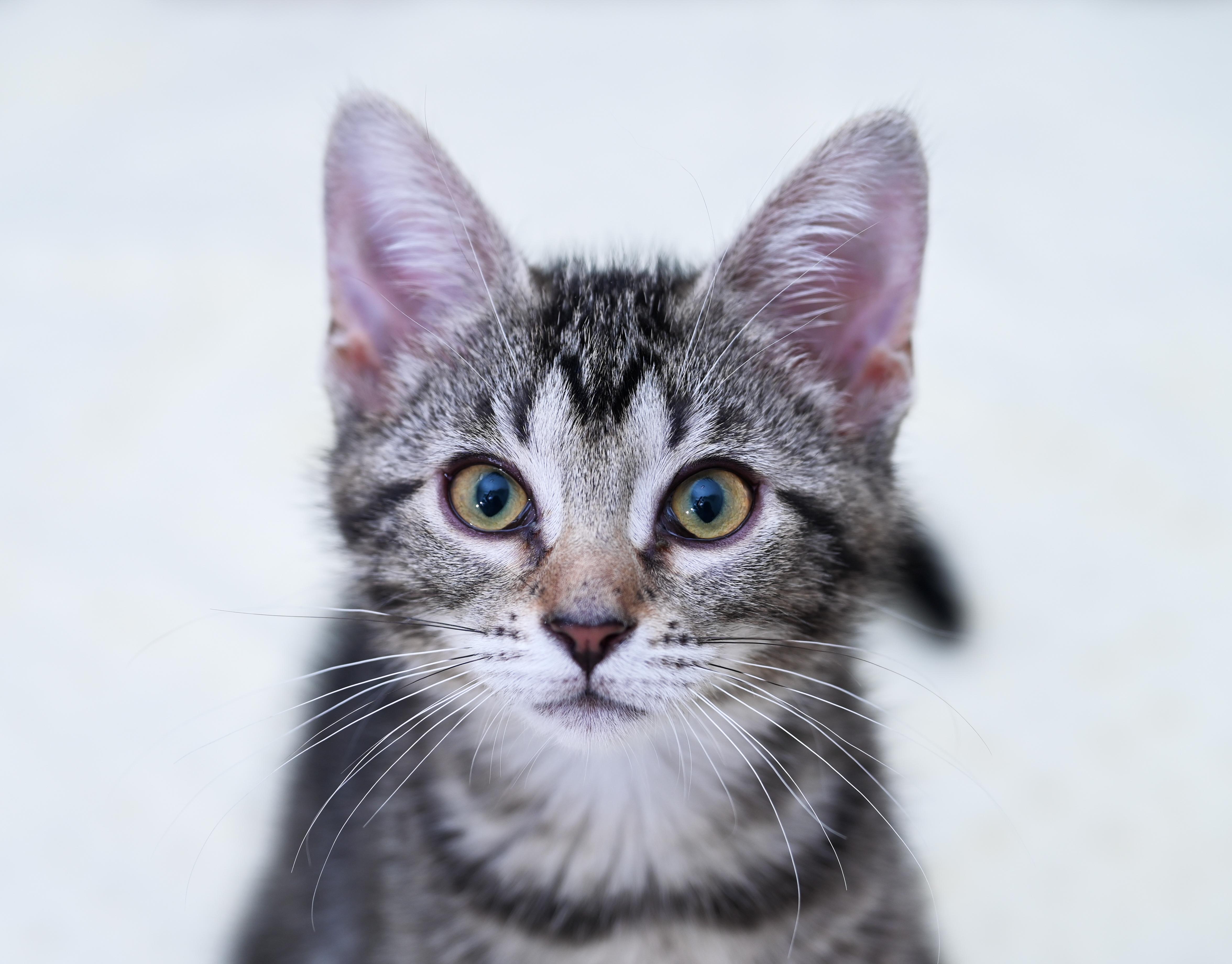 Enlarge Moon Pie, an adoptable mixed breed in Chattanooga, TN image 4/6
